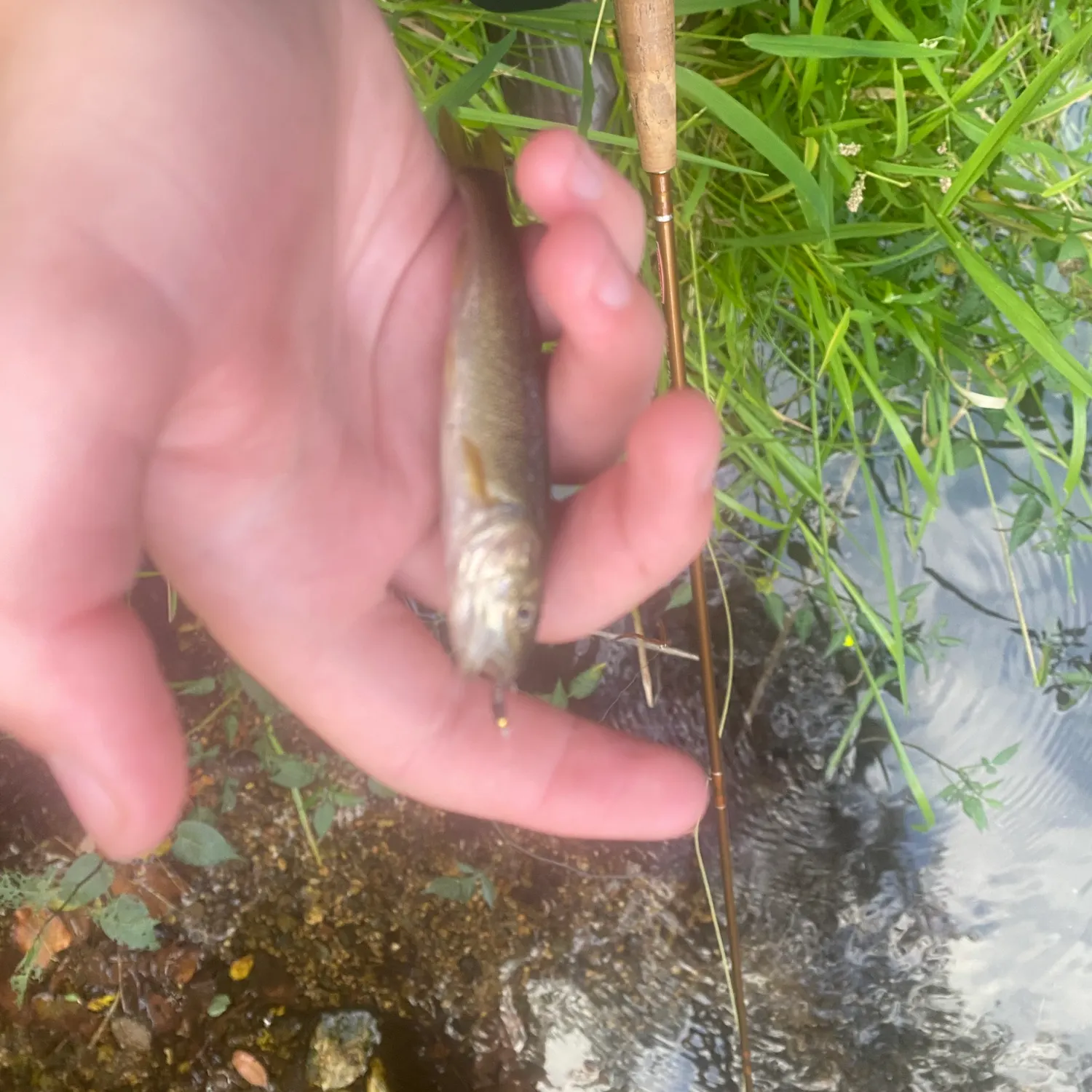 Creek chub caught on Fishbrain