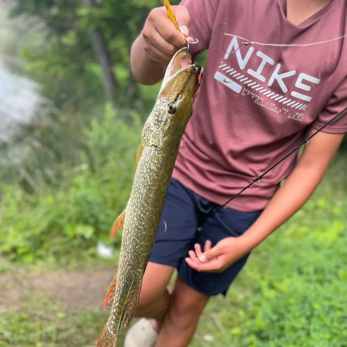Northern pike caught on Fishbrain