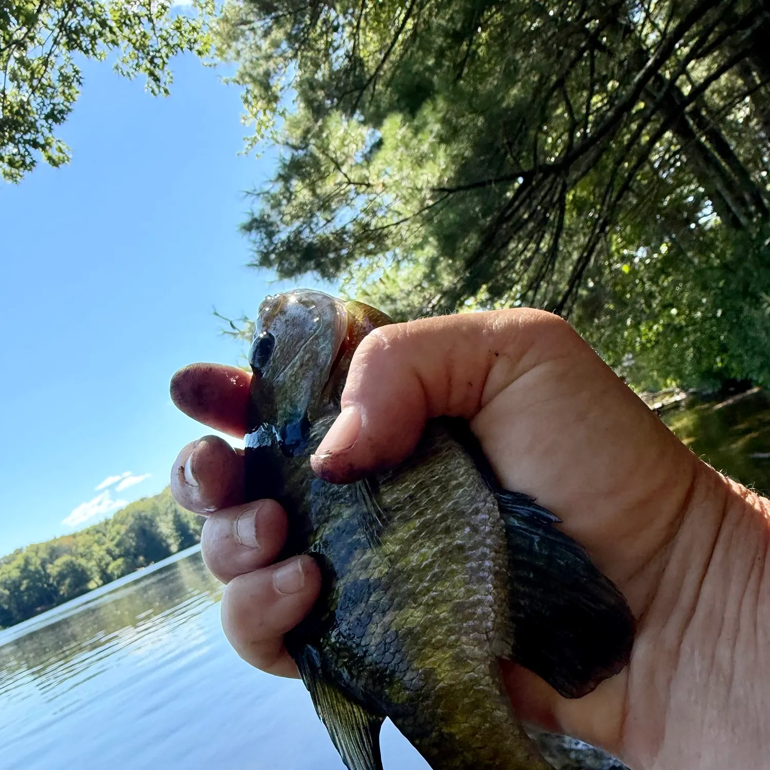 Bluegill caught on Fishbrain
