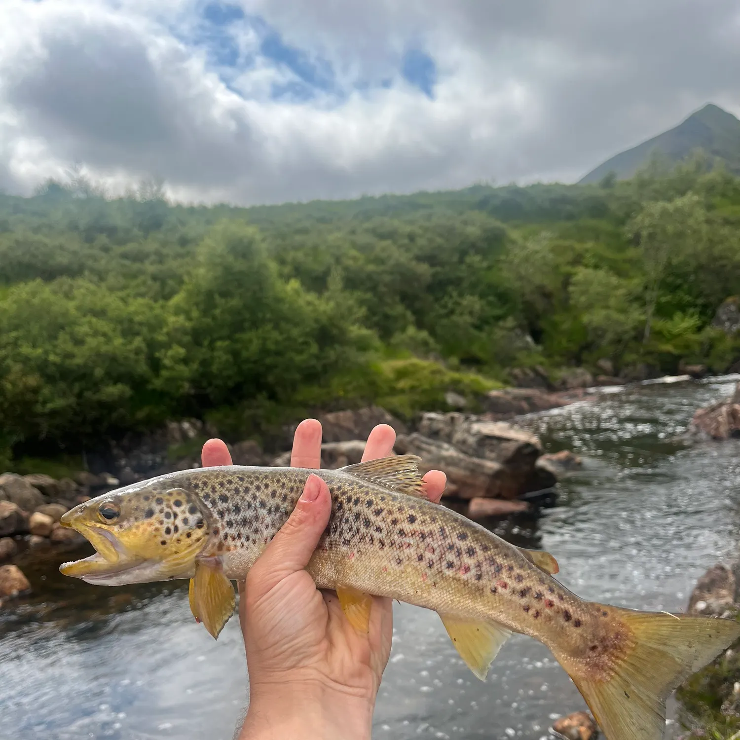 Brown trout caught on Fishbrain