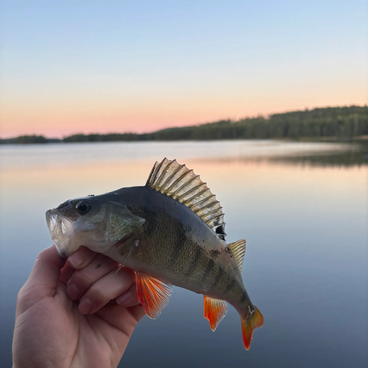 European perch caught on Fishbrain