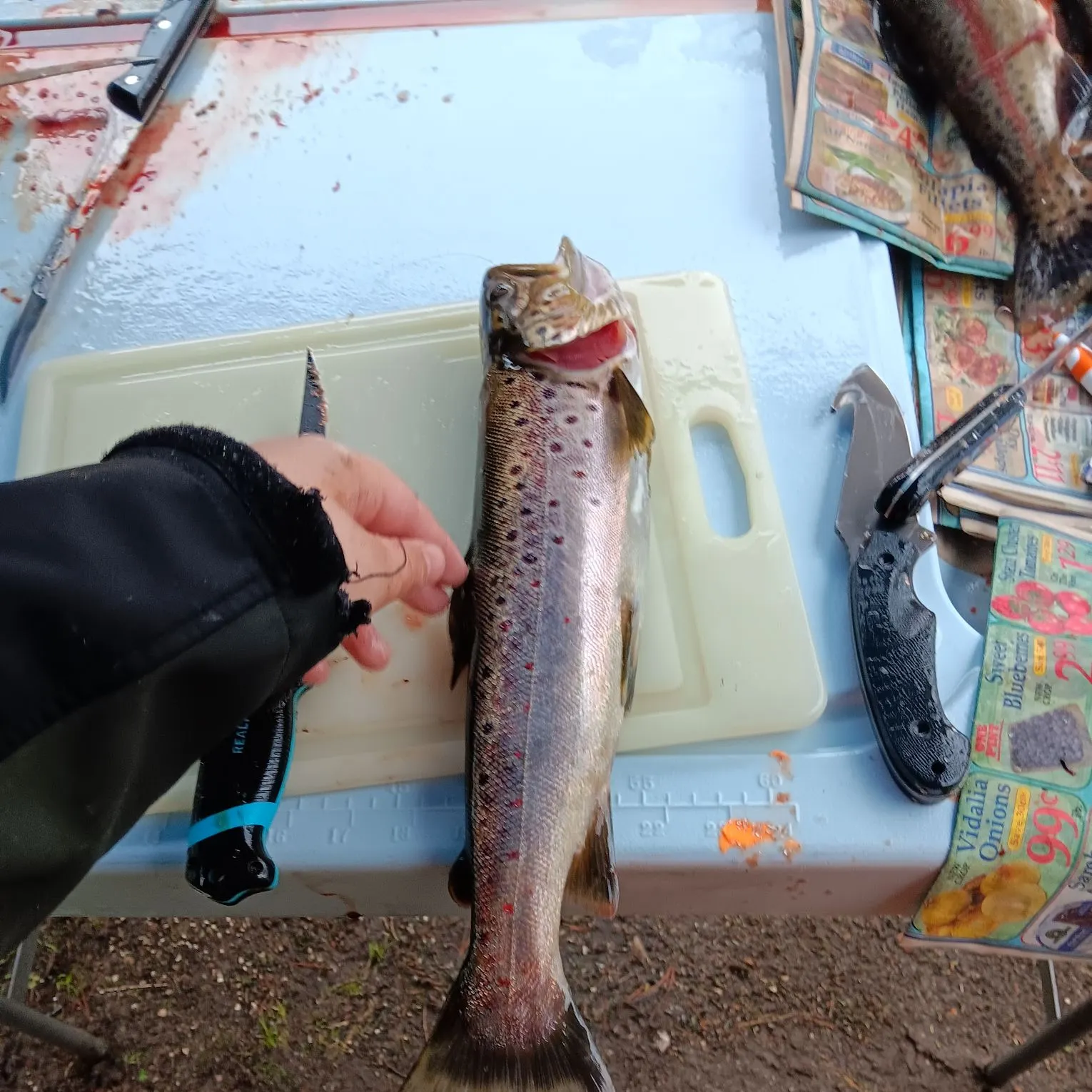 recently logged catches