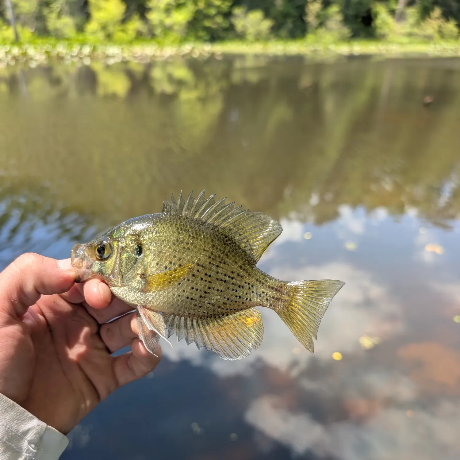Flier caught on Fishbrain