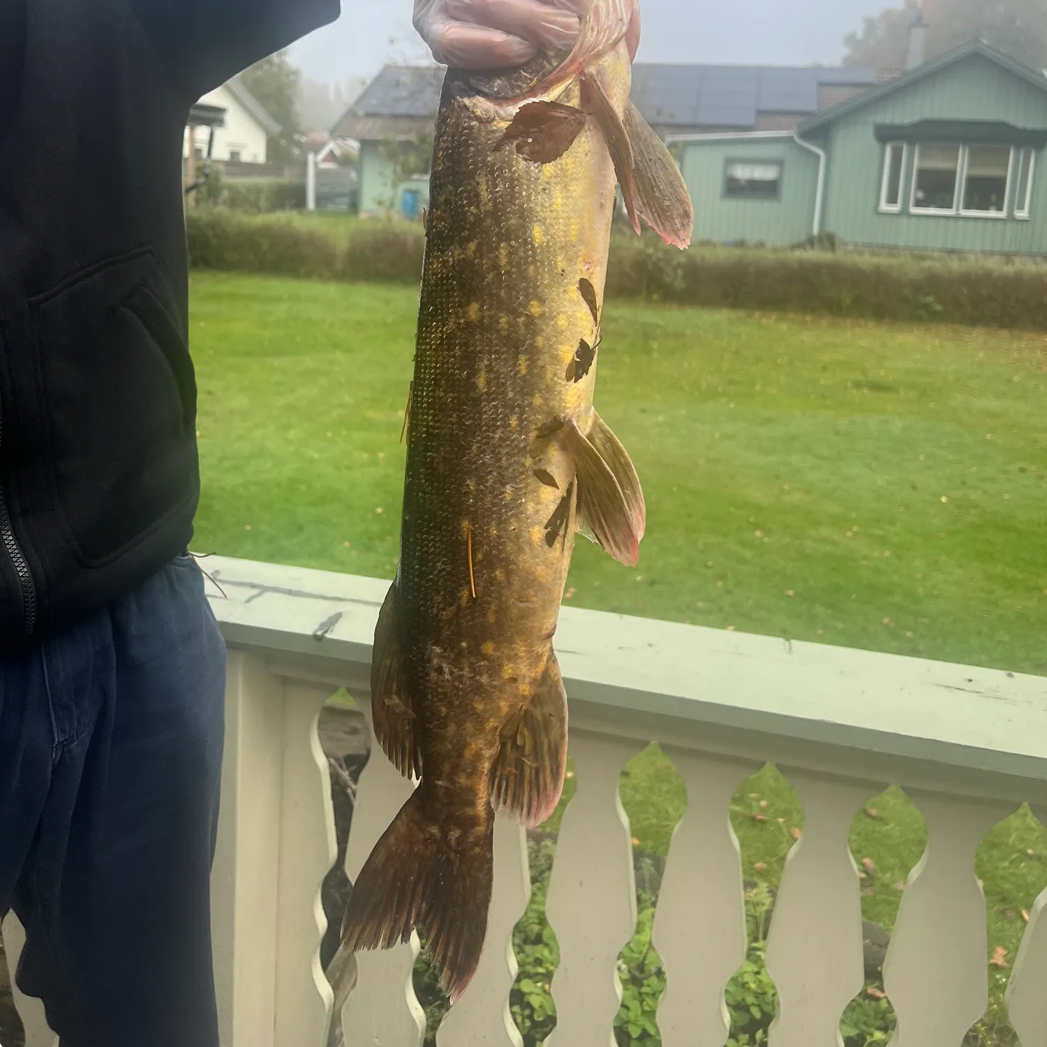 Northern pike caught on Fishbrain