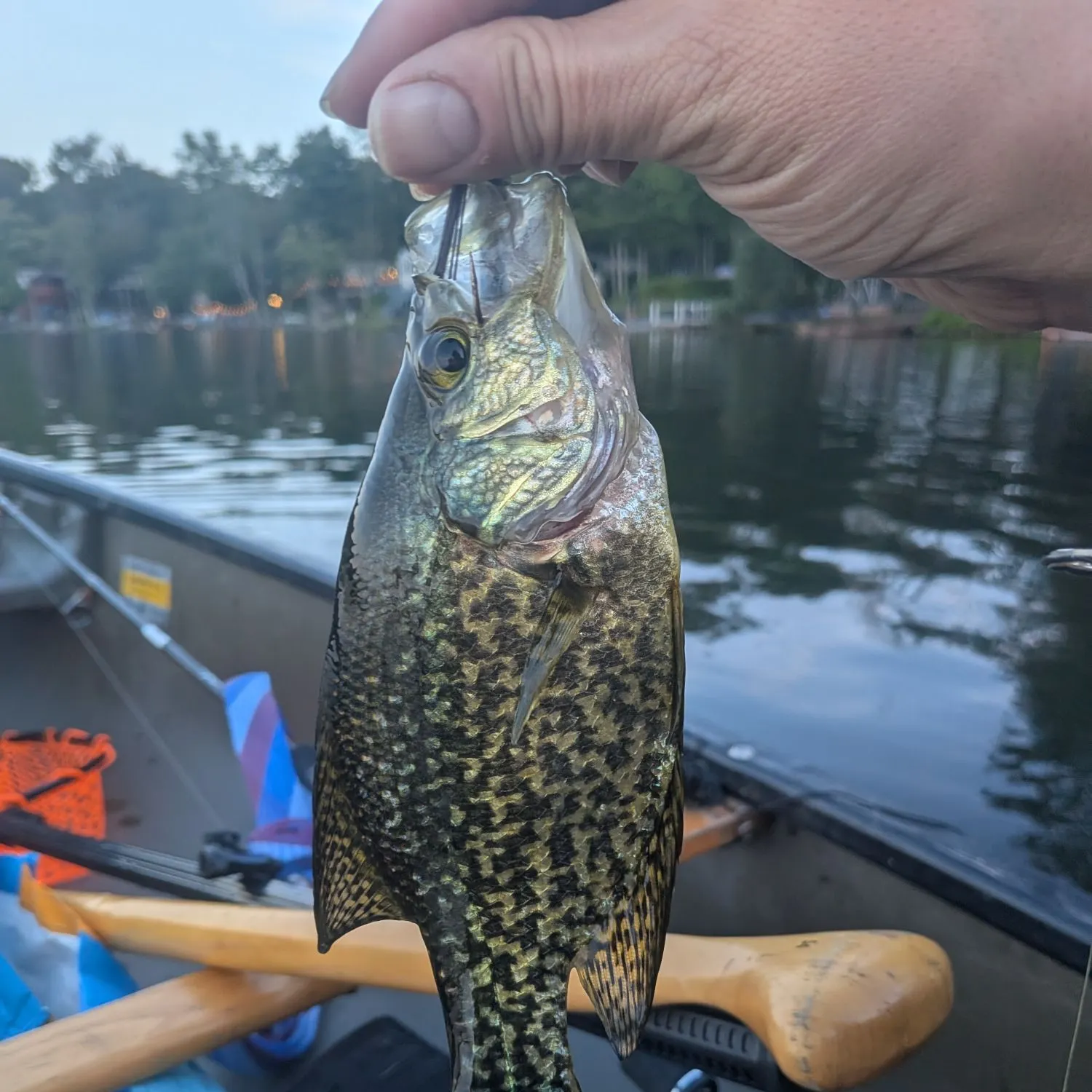 Black crappie caught on Fishbrain