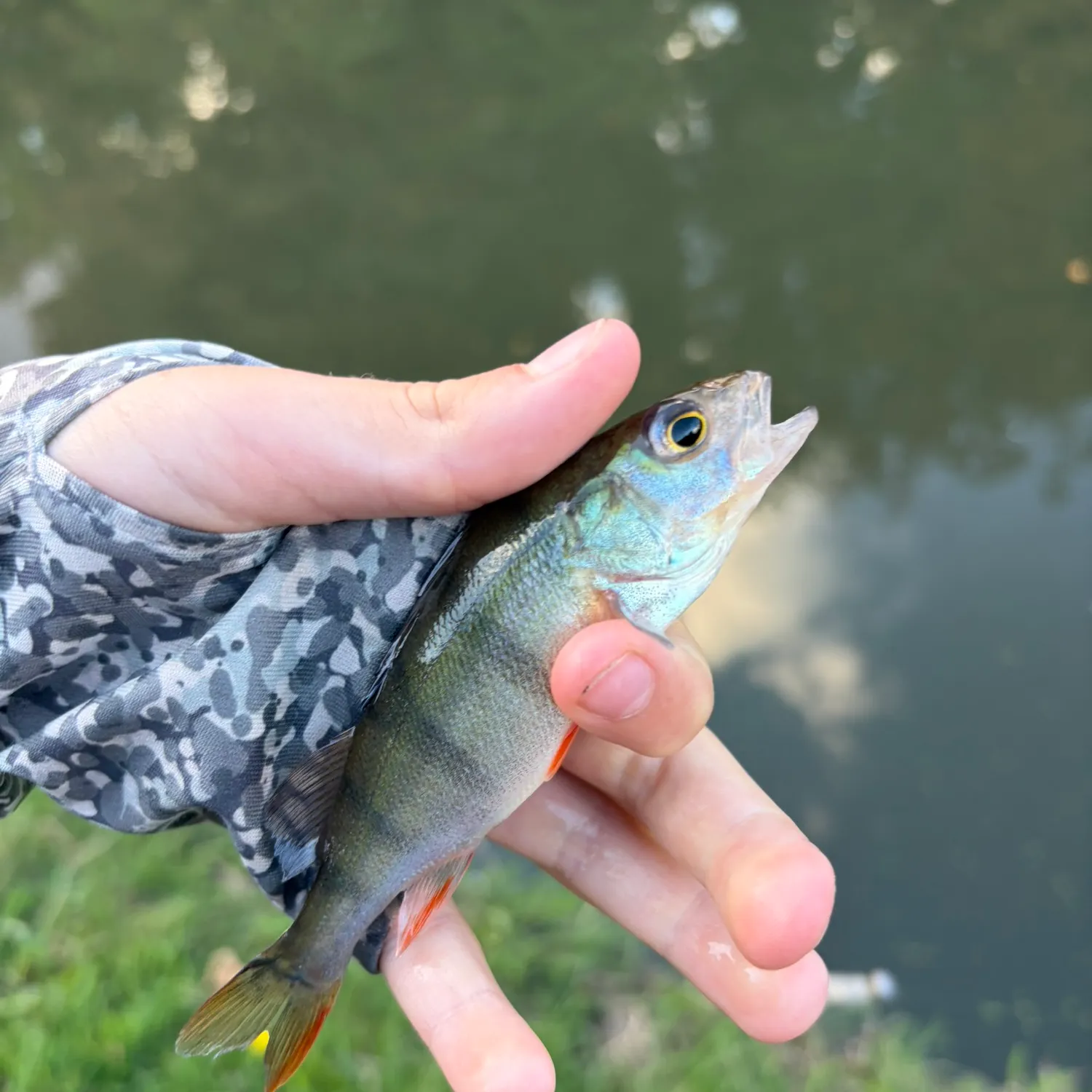 European perch caught on Fishbrain