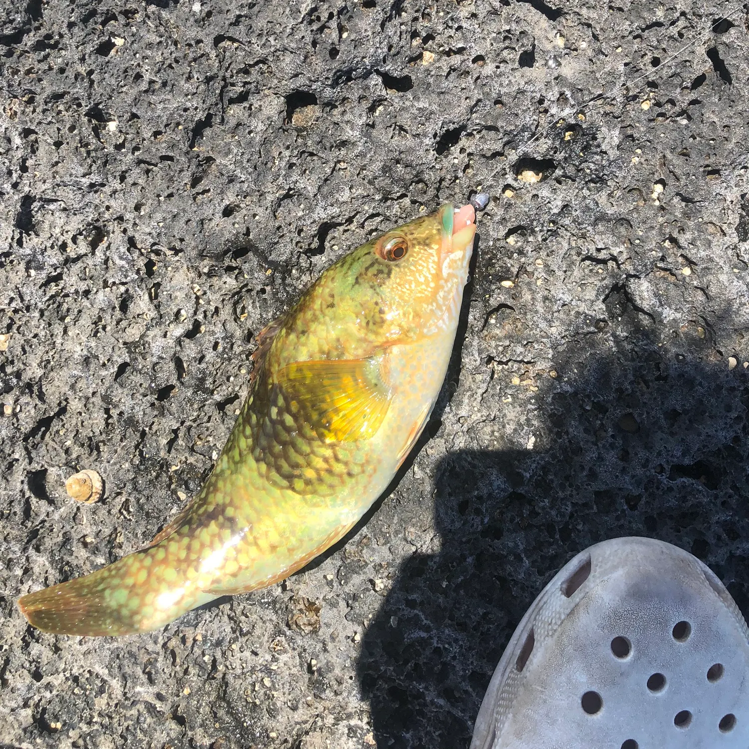 recently logged catches