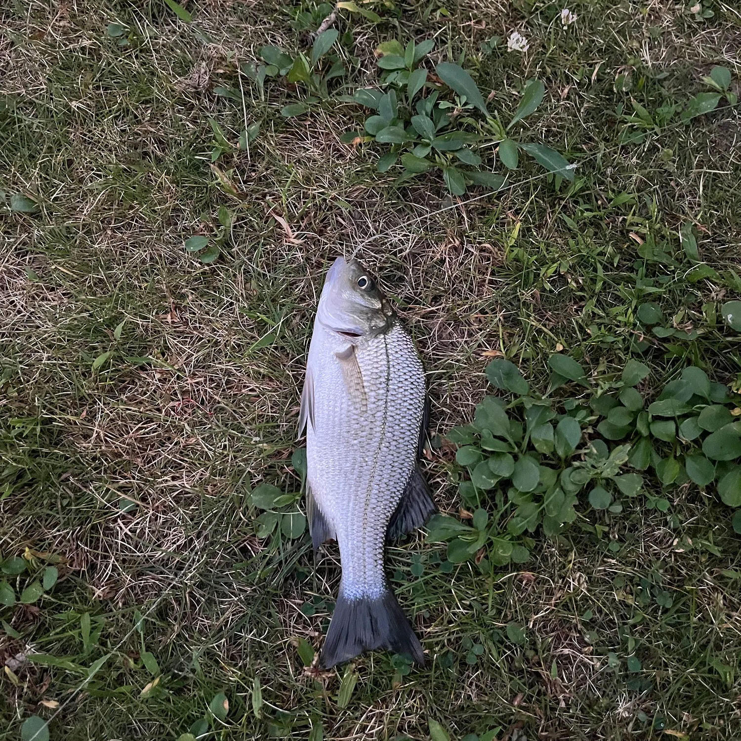 White perch caught on Fishbrain
