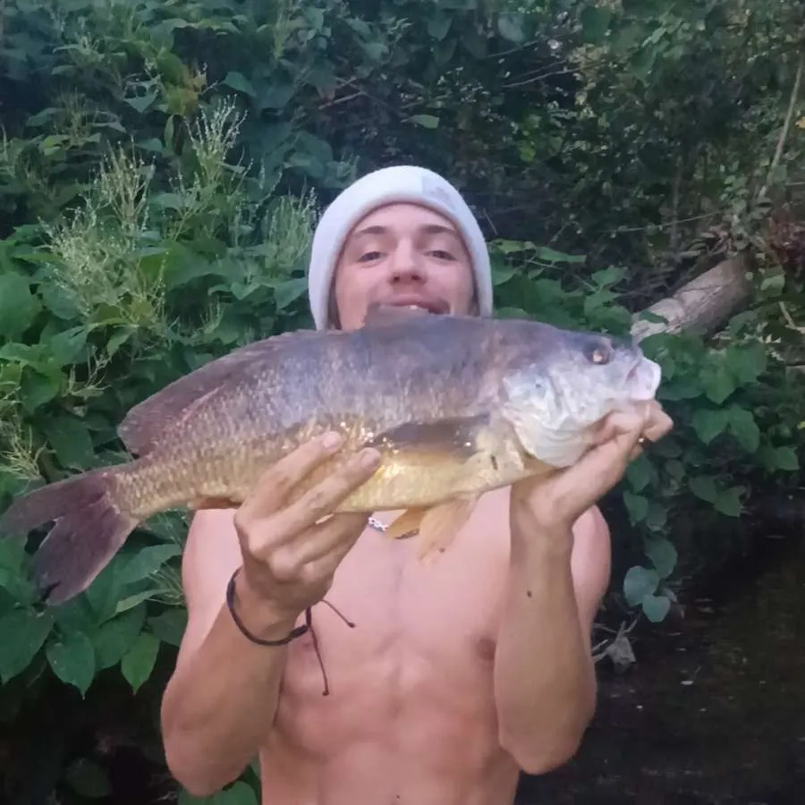 Freshwater drum caught on Fishbrain