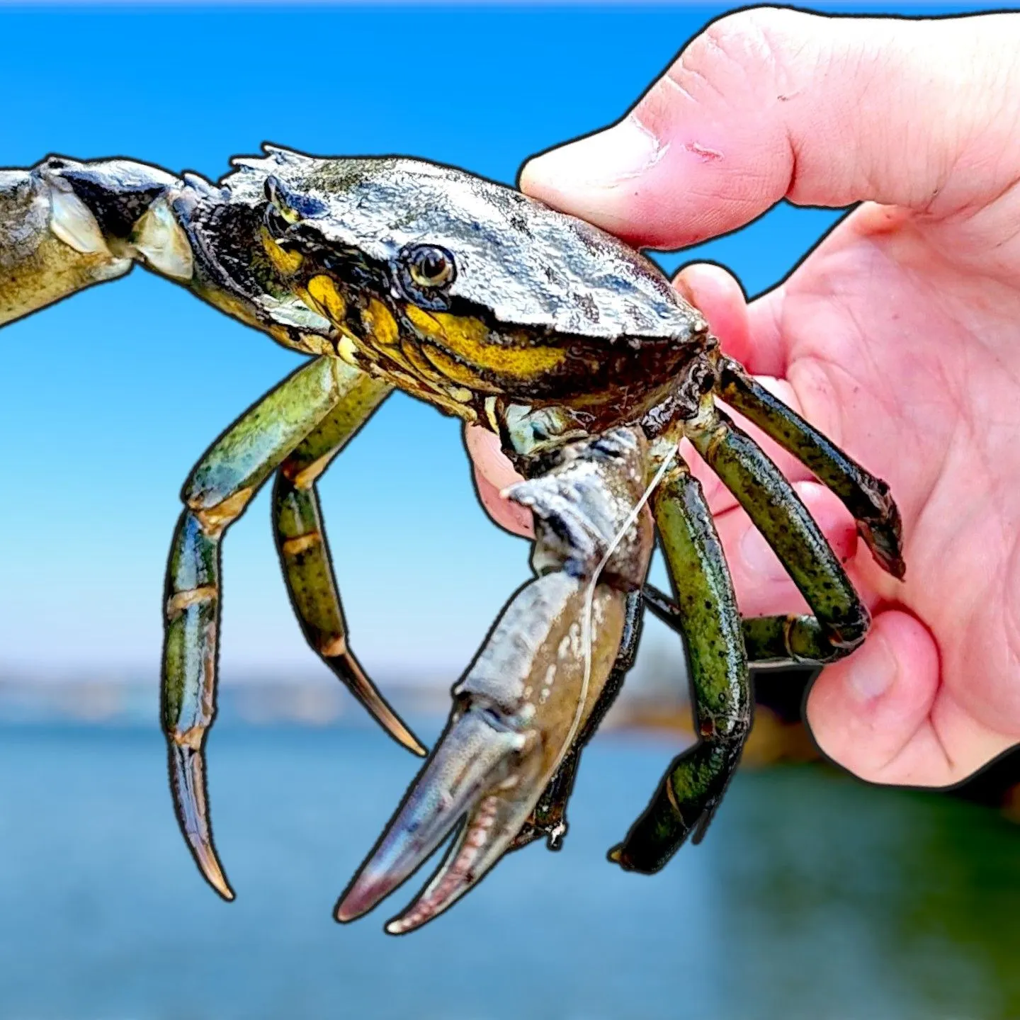 The most recent Green crab catches on Fishbrain