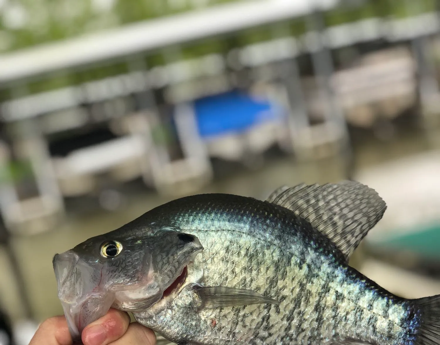 White crappie