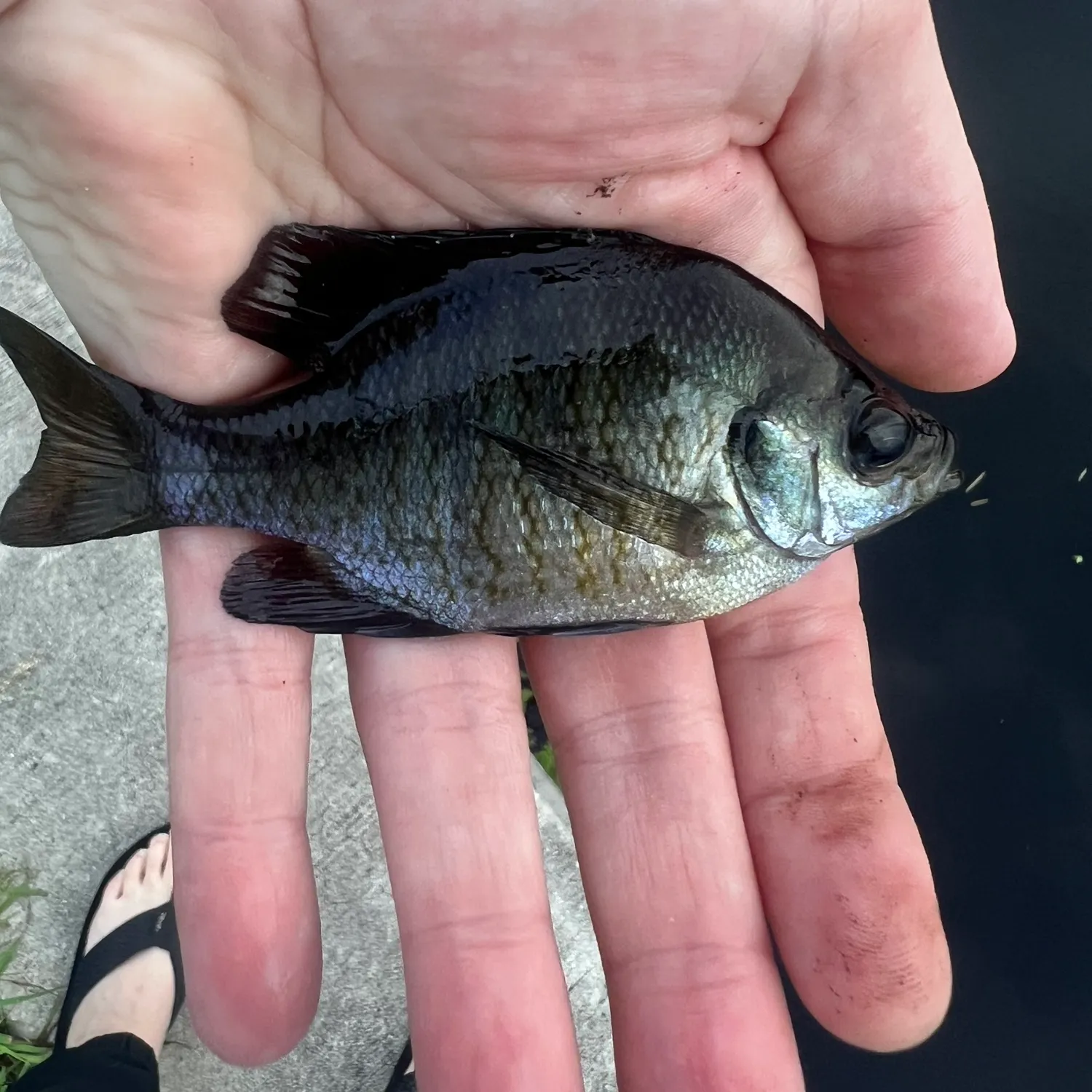 Bluegill caught on Fishbrain