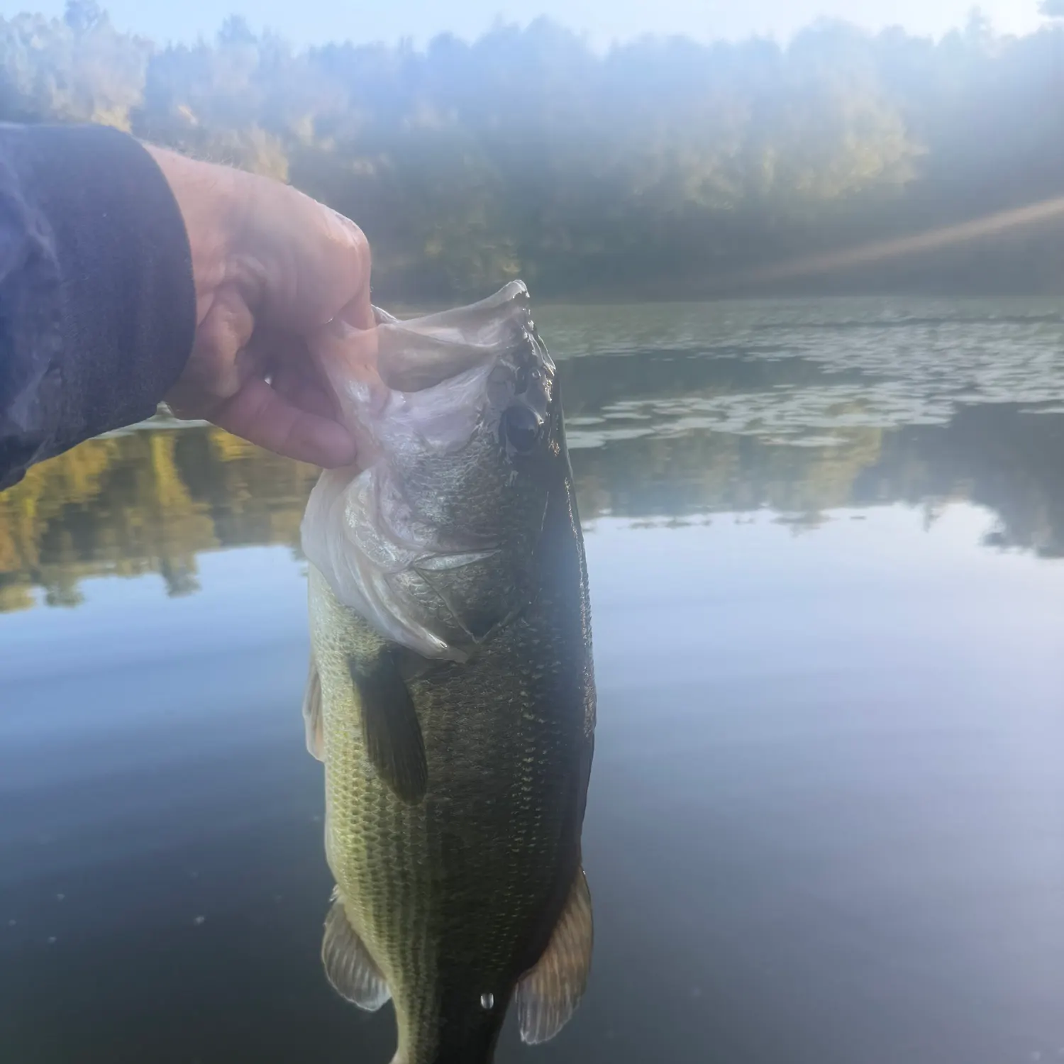 Largemouth bass caught on Fishbrain
