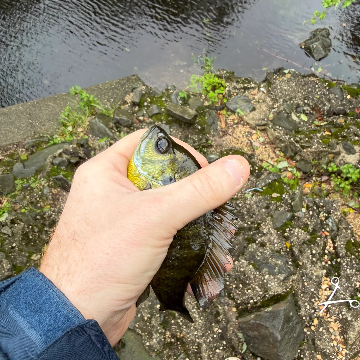 Bluegill caught on Fishbrain