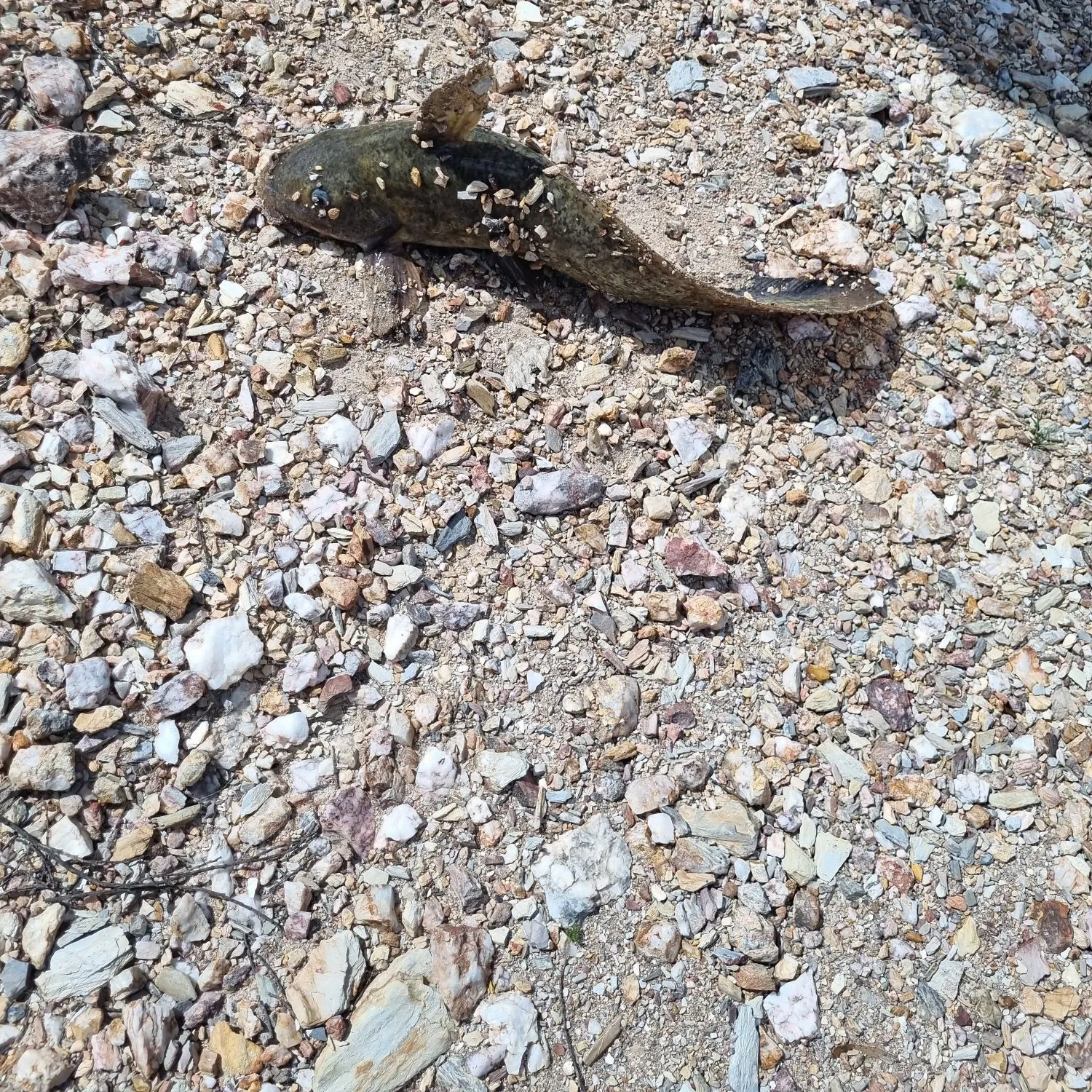 The most recent Dewfish catches on Fishbrain