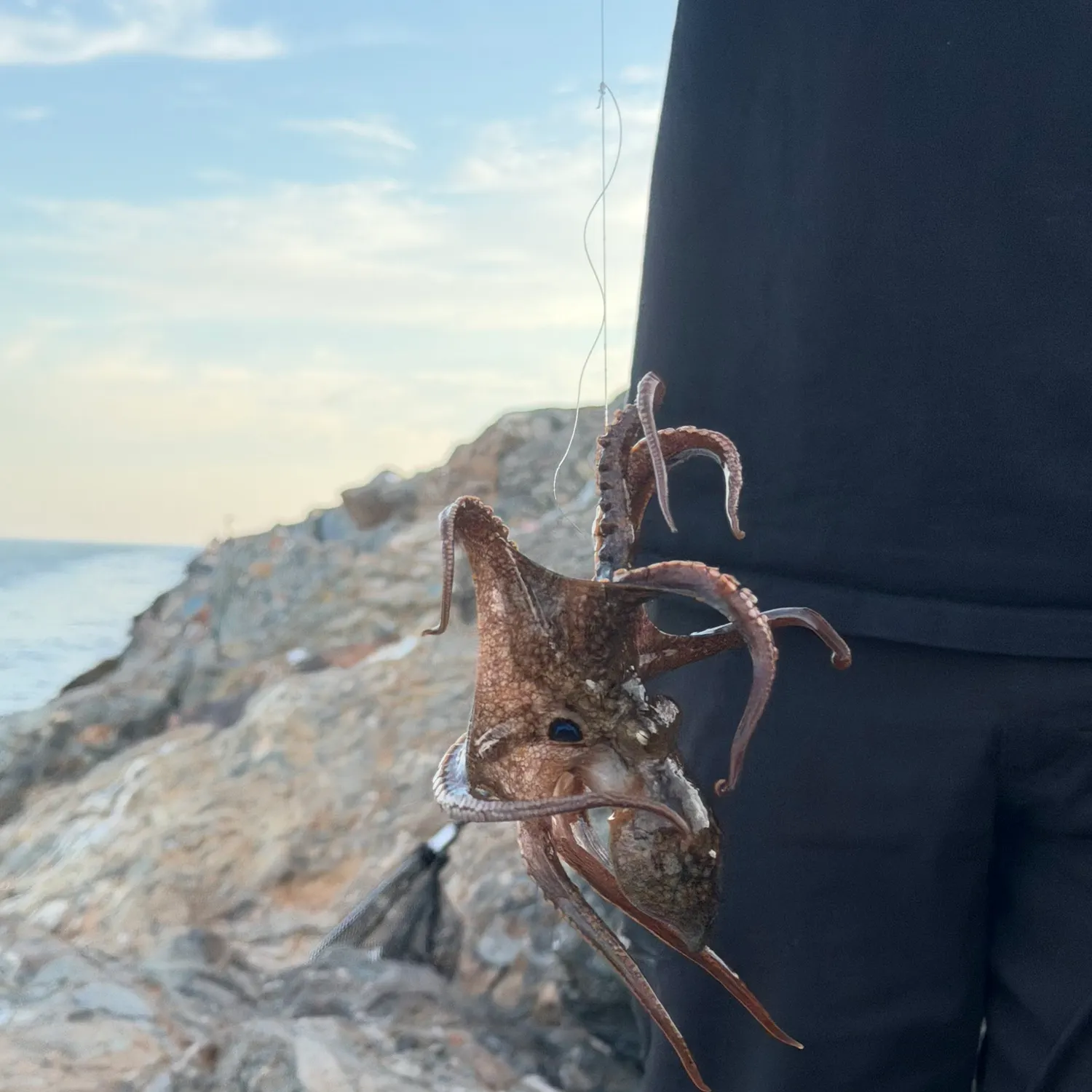 The most recent California two-spot octopus catches on Fishbrain