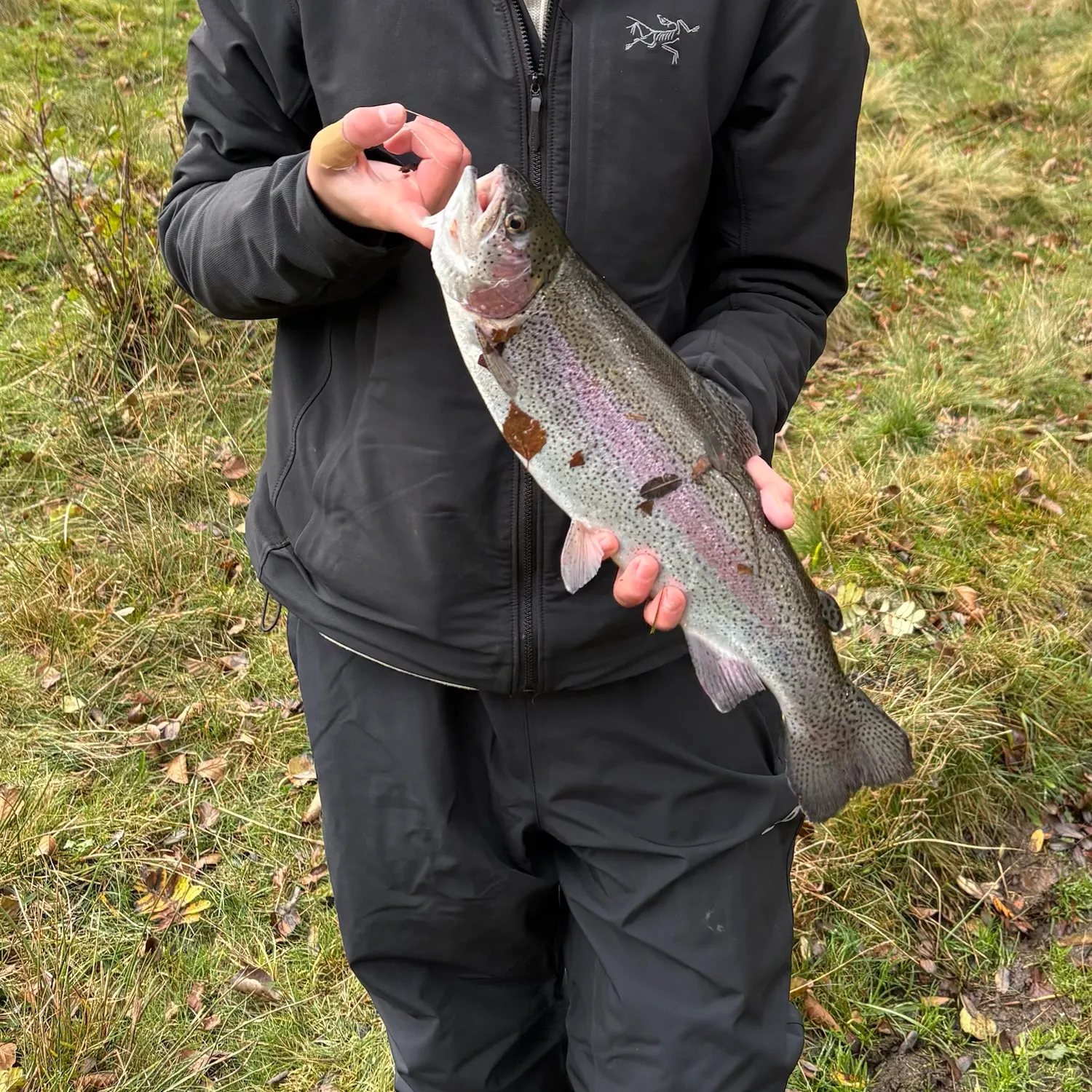 The most recent Rainbow trout catches on Fishbrain