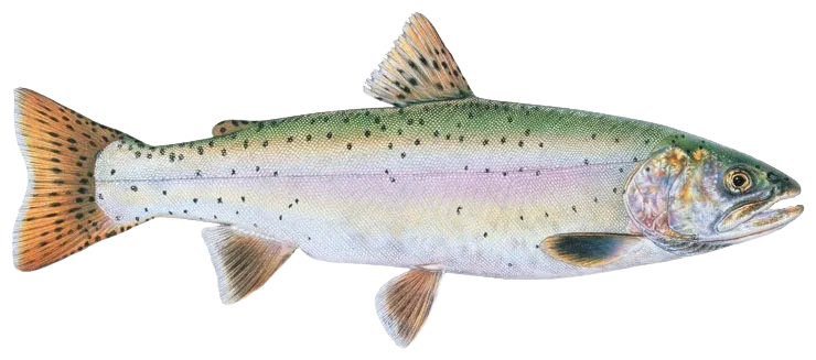 Lahontan cutthroat trout