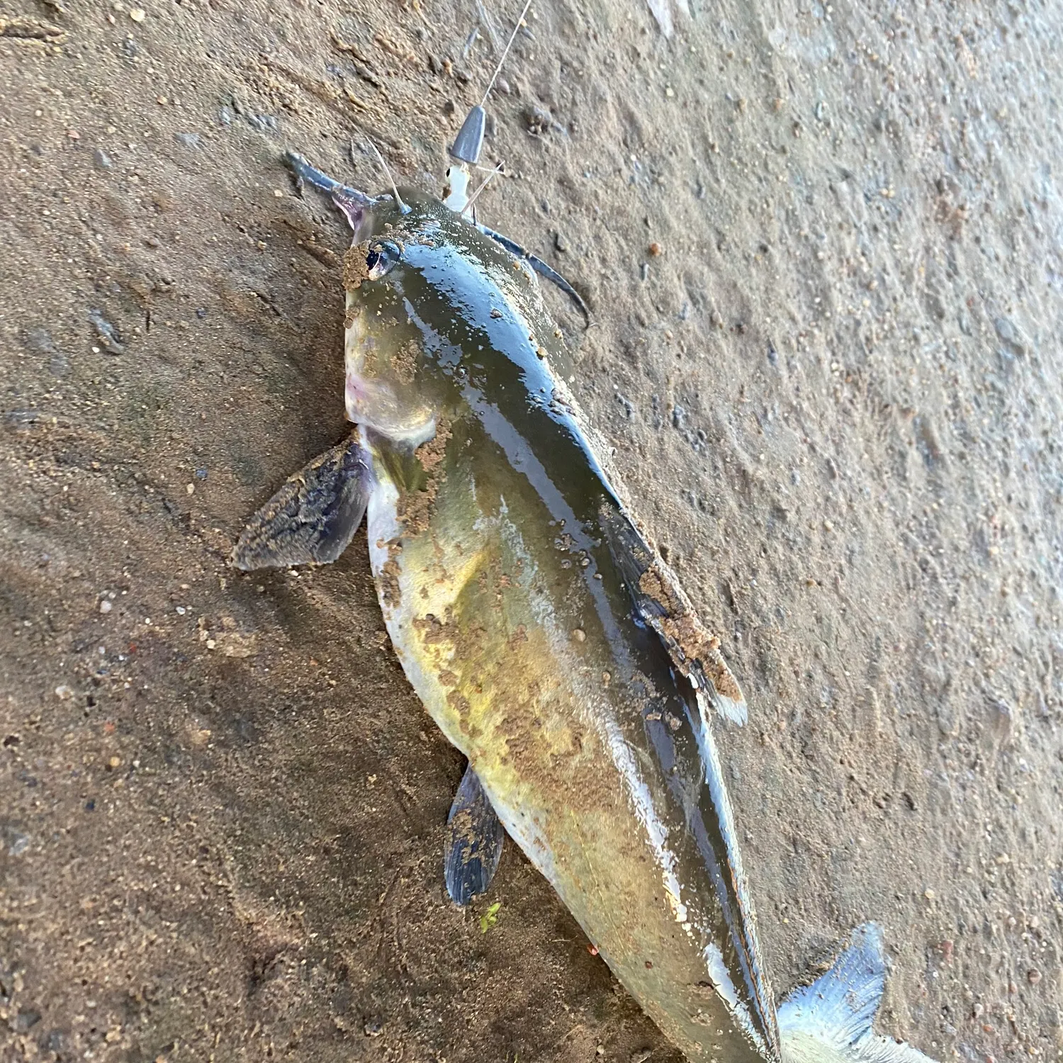Channel catfish caught on Fishbrain