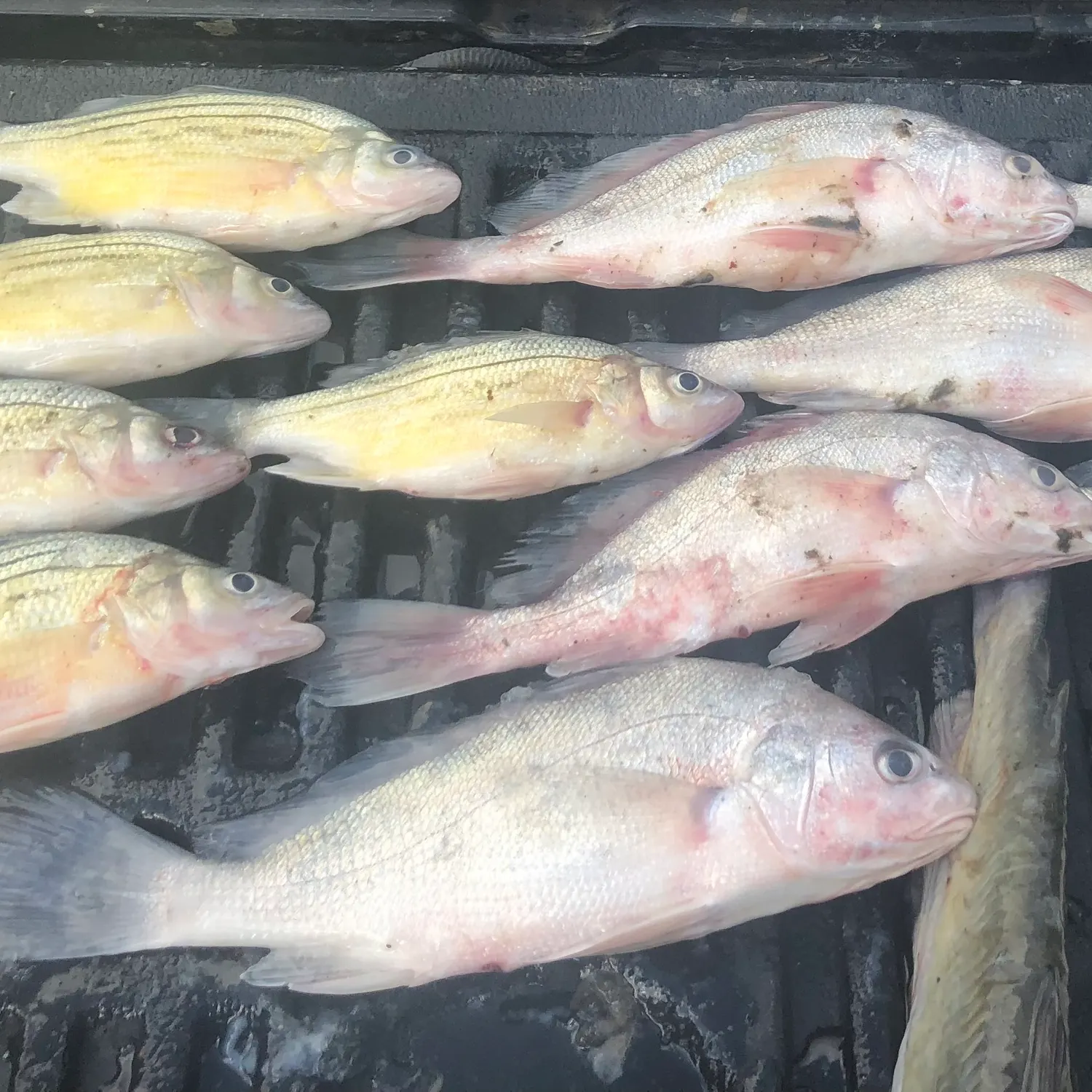 The most recent Freshwater drum catches on Fishbrain