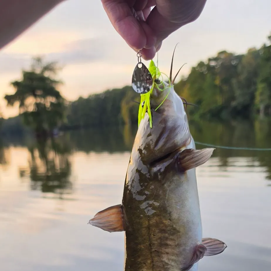 Brown bullhead caught on Fishbrain