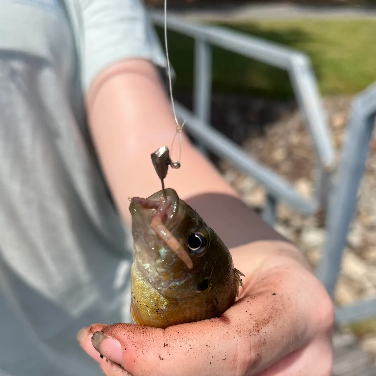 Green sunfish caught on Fishbrain