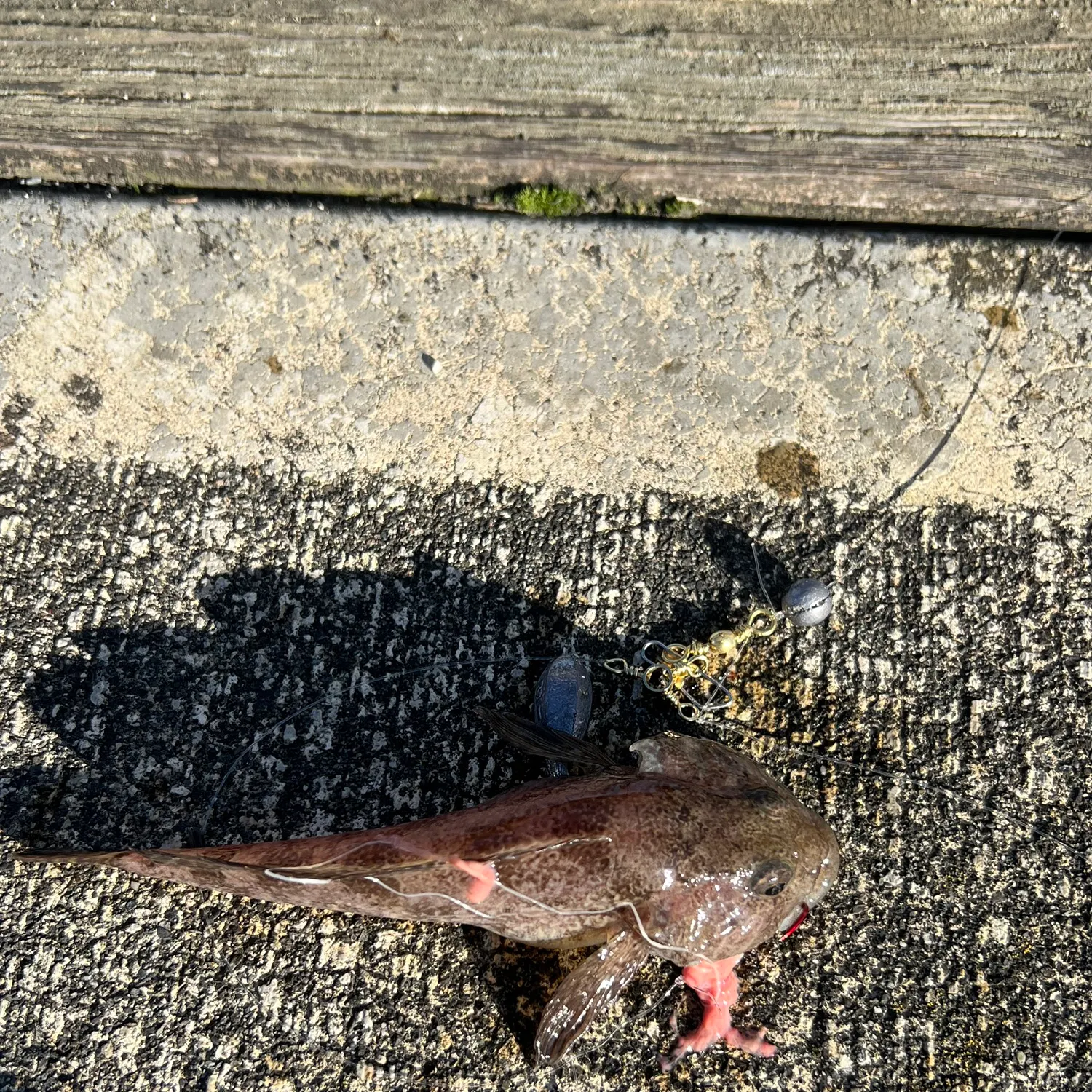 The most recent Mottled sculpin catches on Fishbrain