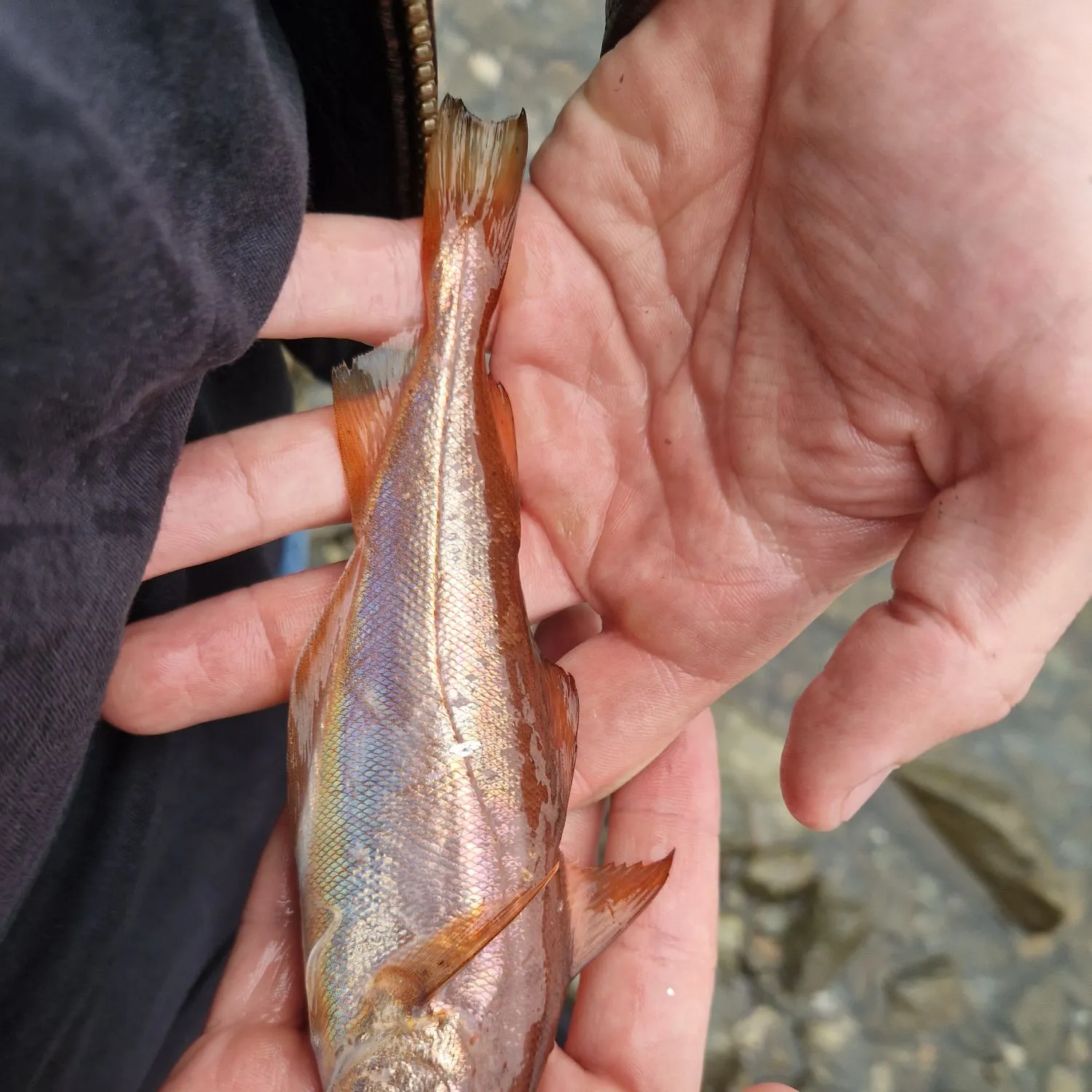 The most recent Poor cod catches on Fishbrain