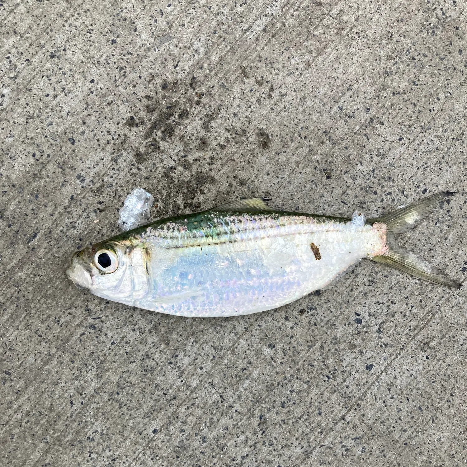 Atlantic herring caught on Fishbrain