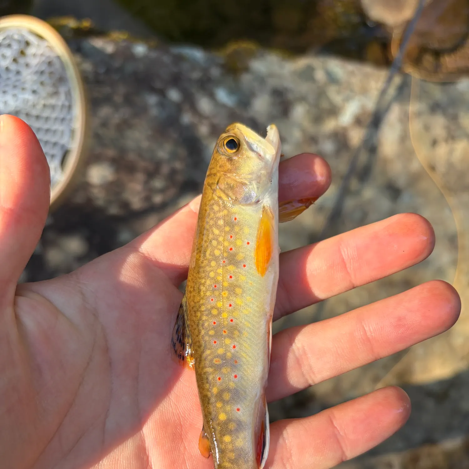 Brook trout caught on Fishbrain