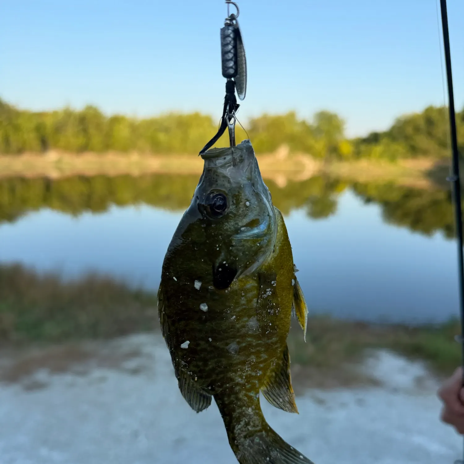 Greengill hybrid caught on Fishbrain
