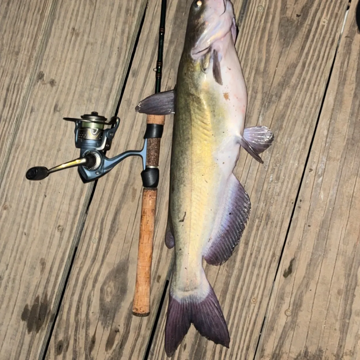 Channel catfish caught on Fishbrain