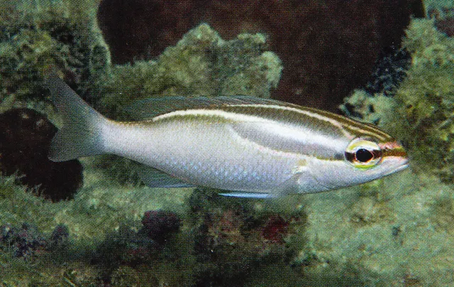 Three-lined monocle bream