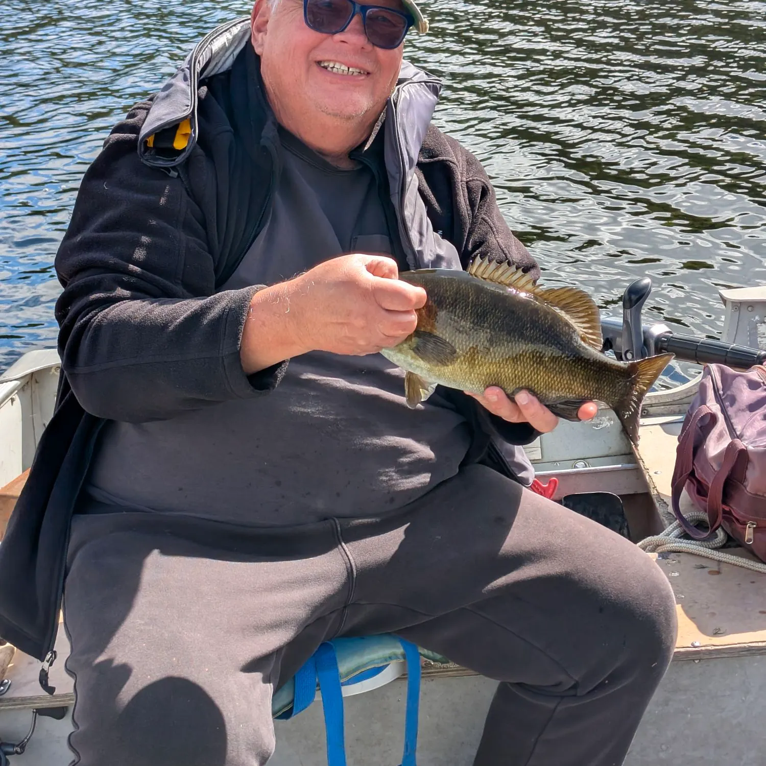 Yellow perch caught on Fishbrain