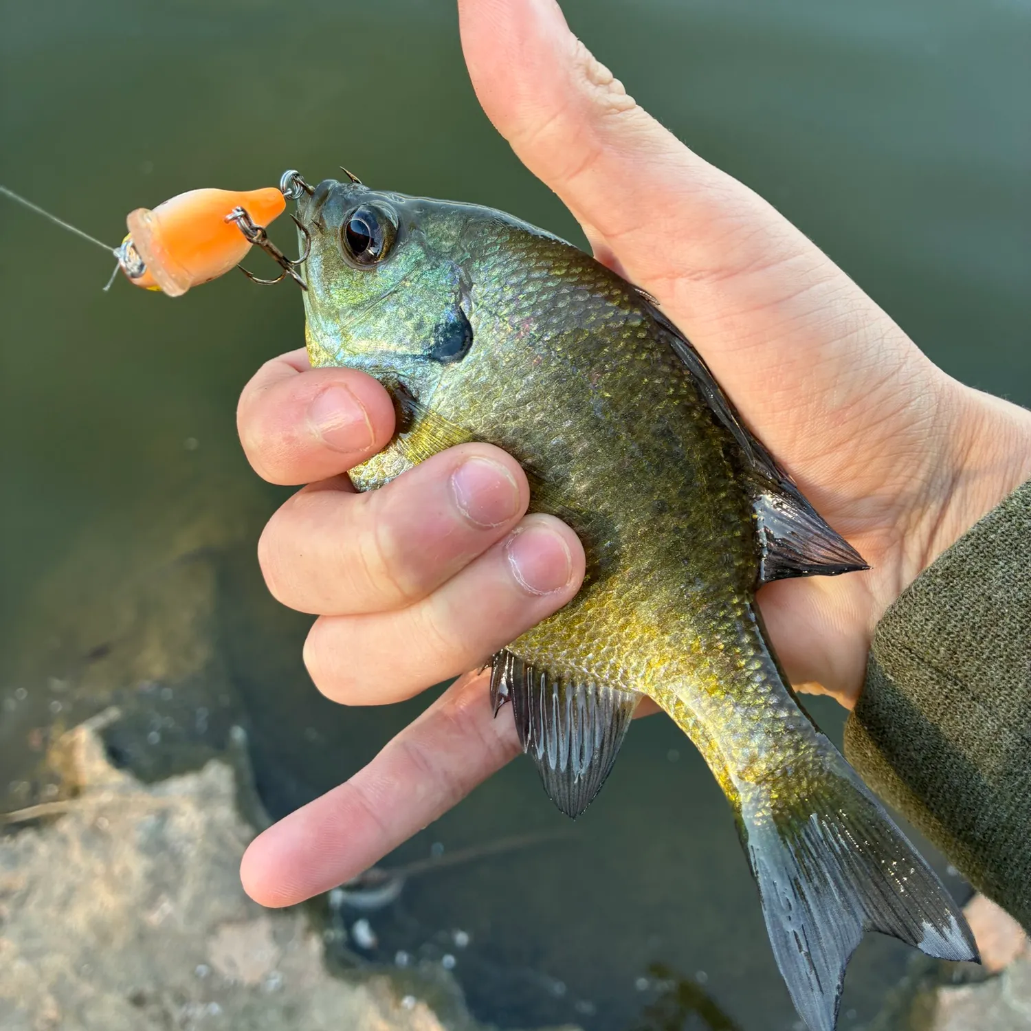 Bluegill caught on Fishbrain