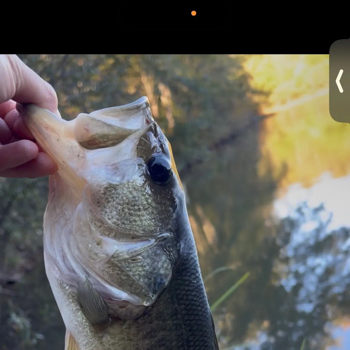 Largemouth bass caught on Fishbrain