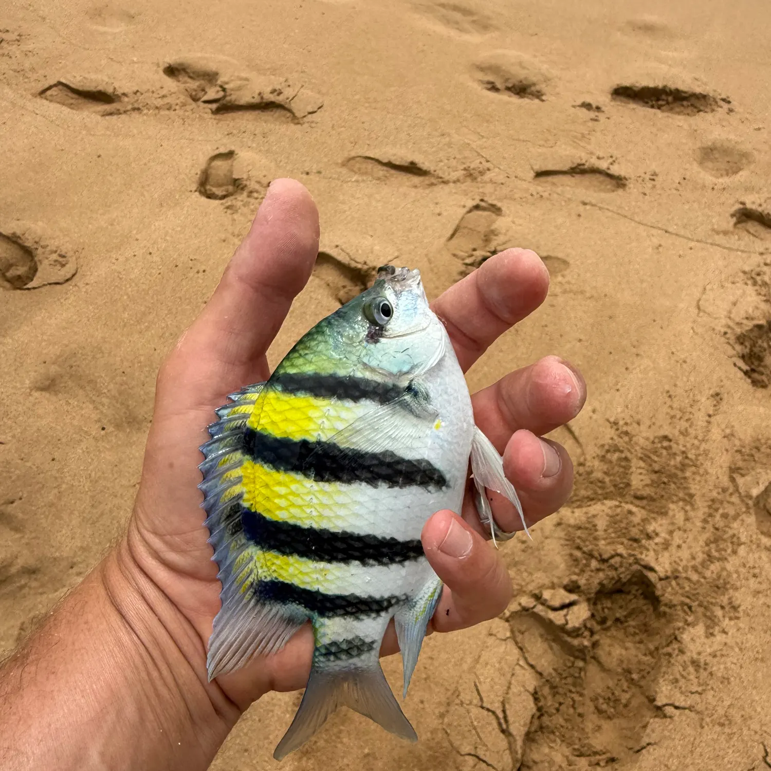 The most recent Hawaiian sergeant major catches on Fishbrain