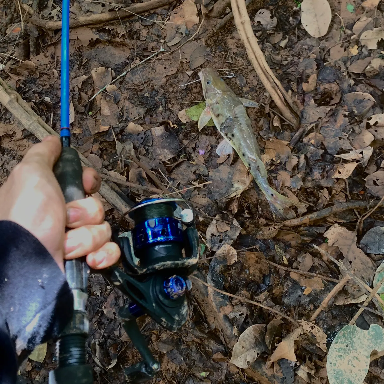The most recent Porthole shovelnose catfish catches on Fishbrain