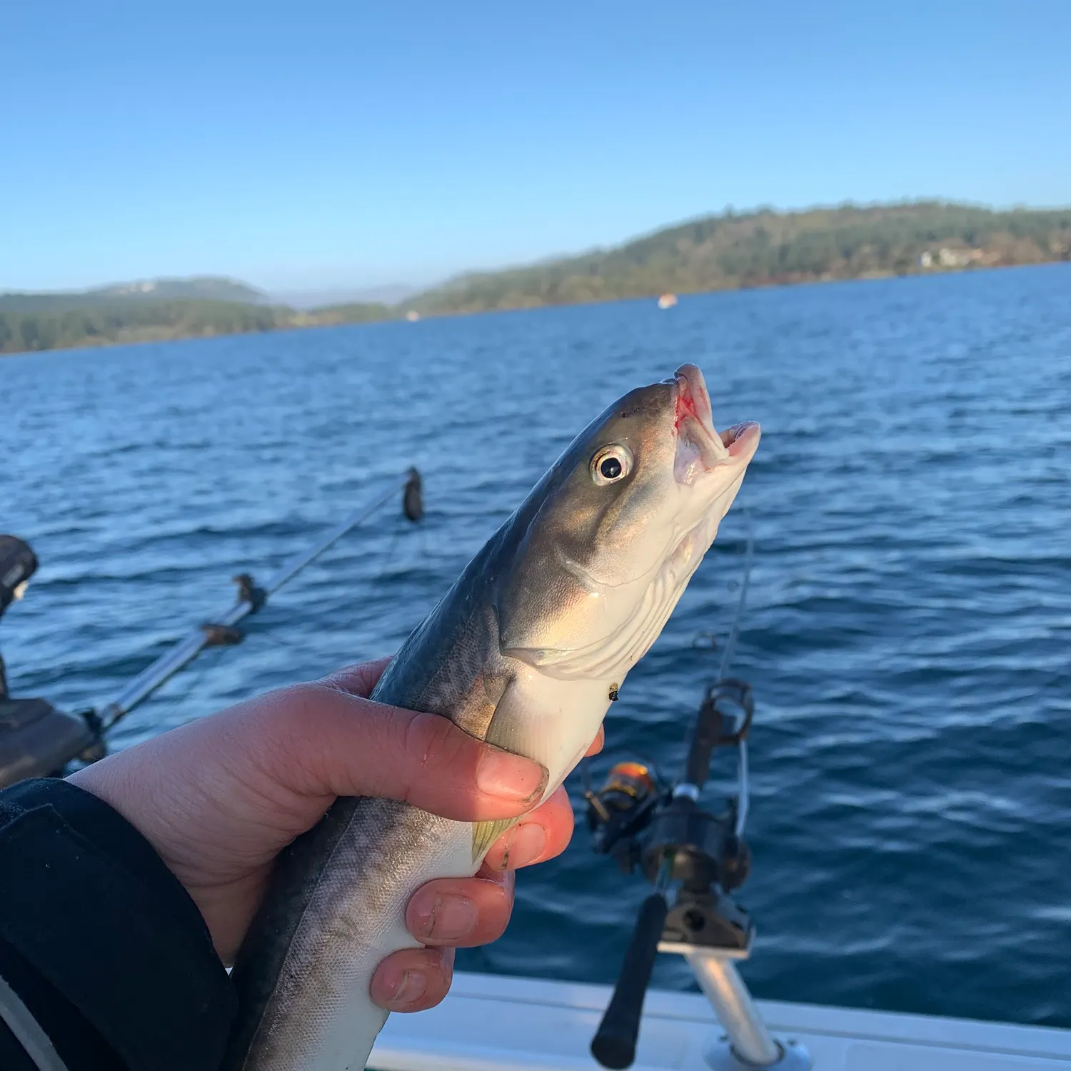 The most recent Sablefish catches on Fishbrain