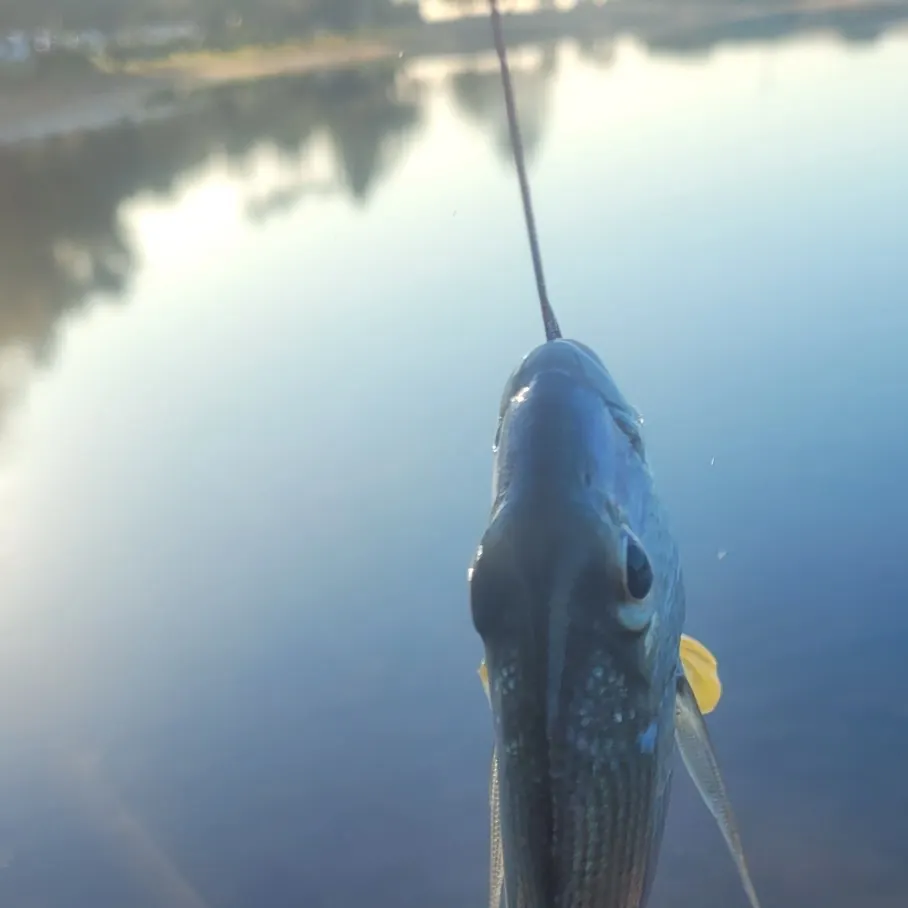 The most recent Pacific seabream catches on Fishbrain