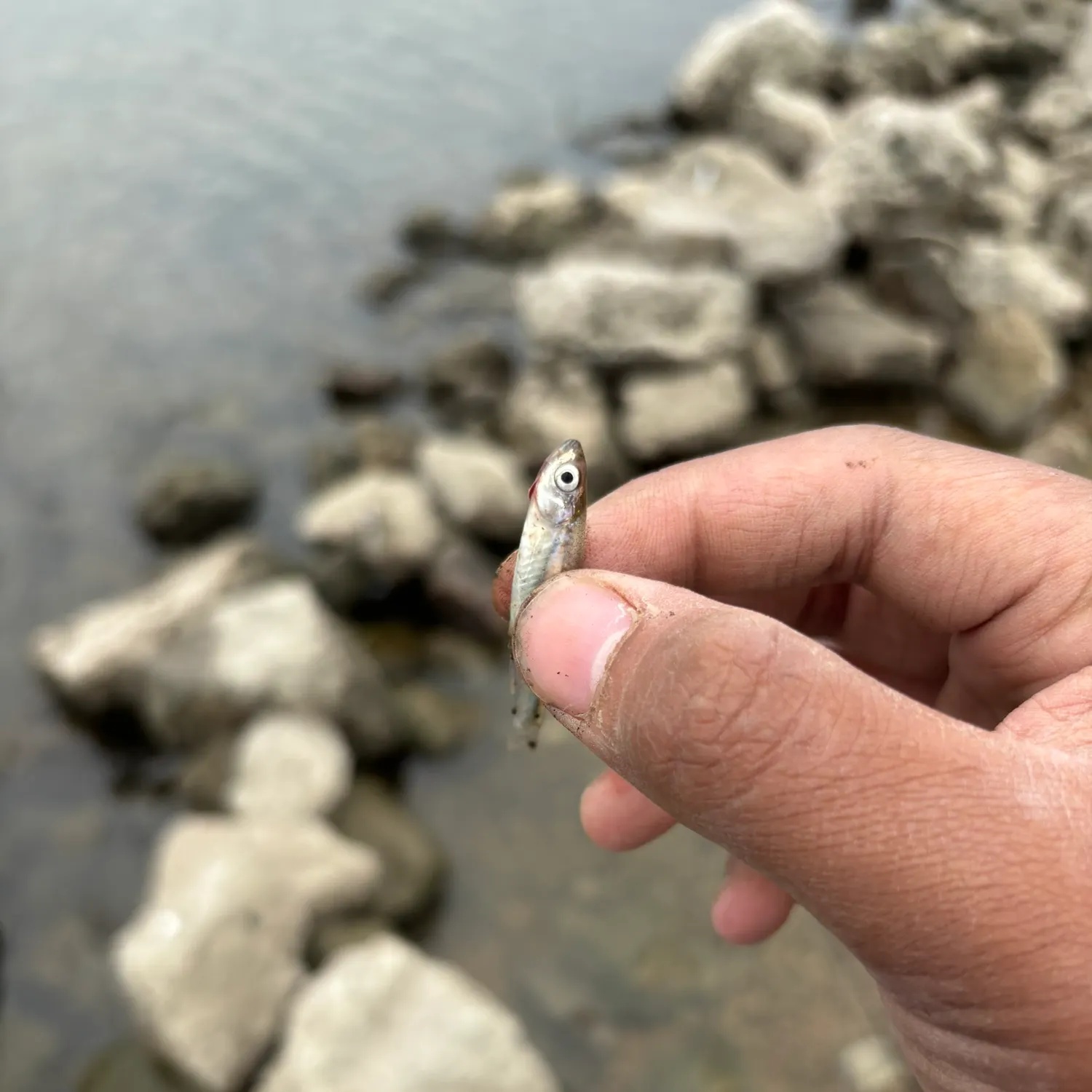 The most recent Spottail shiner catches on Fishbrain