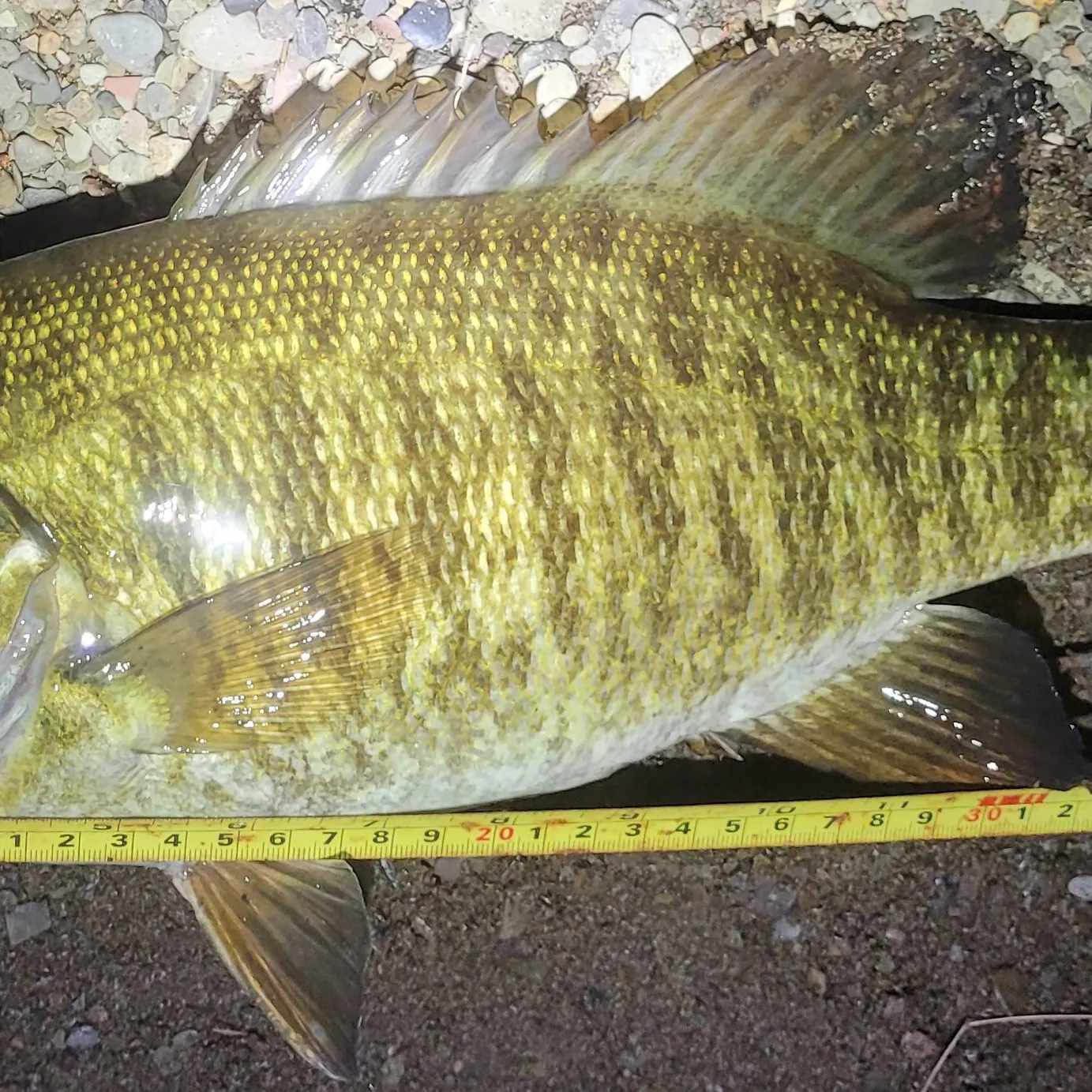 Smallmouth bass caught on Fishbrain