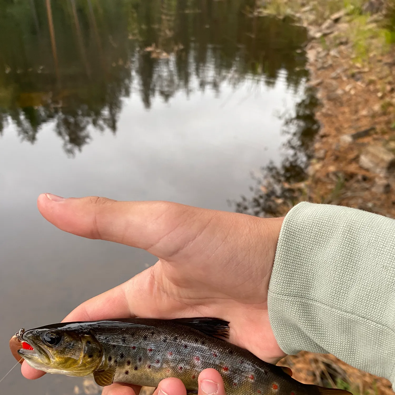 Brown trout caught on Fishbrain