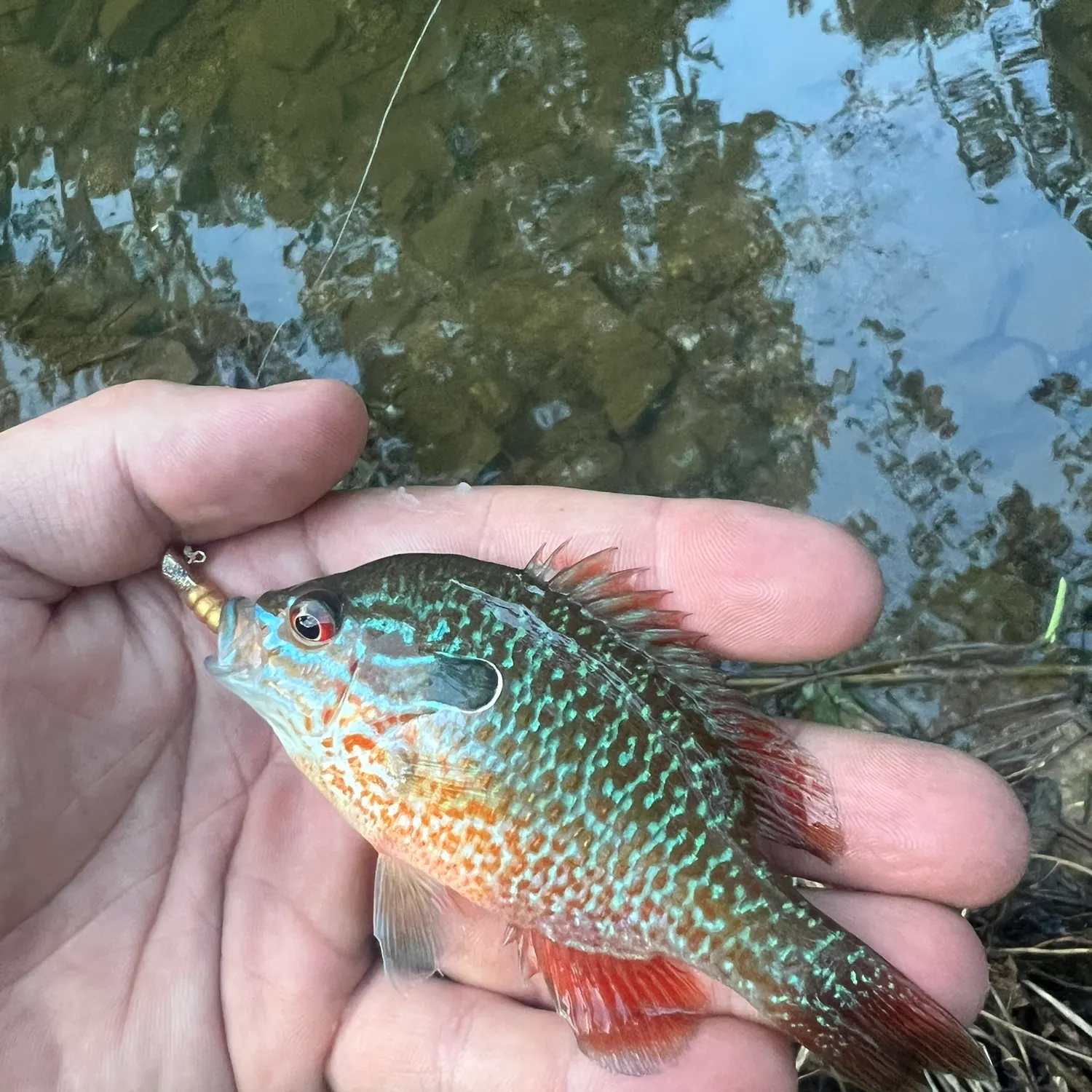Longear sunfish caught on Fishbrain