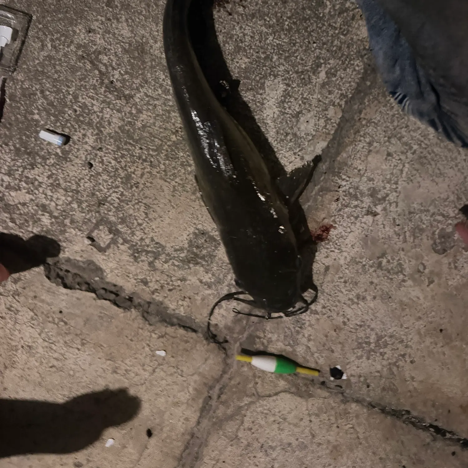 Channel catfish caught on Fishbrain