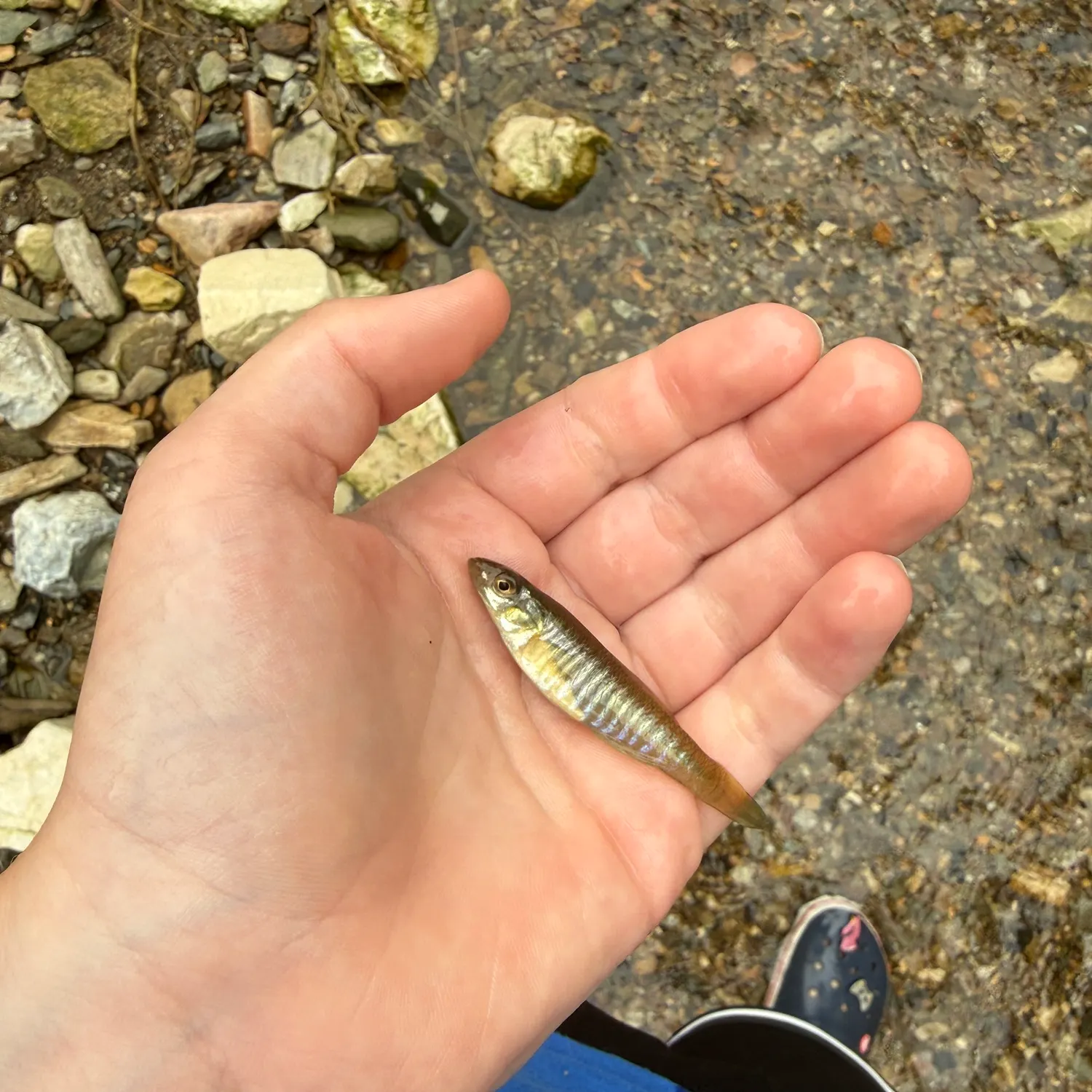 The most recent Banded killifish catches on Fishbrain