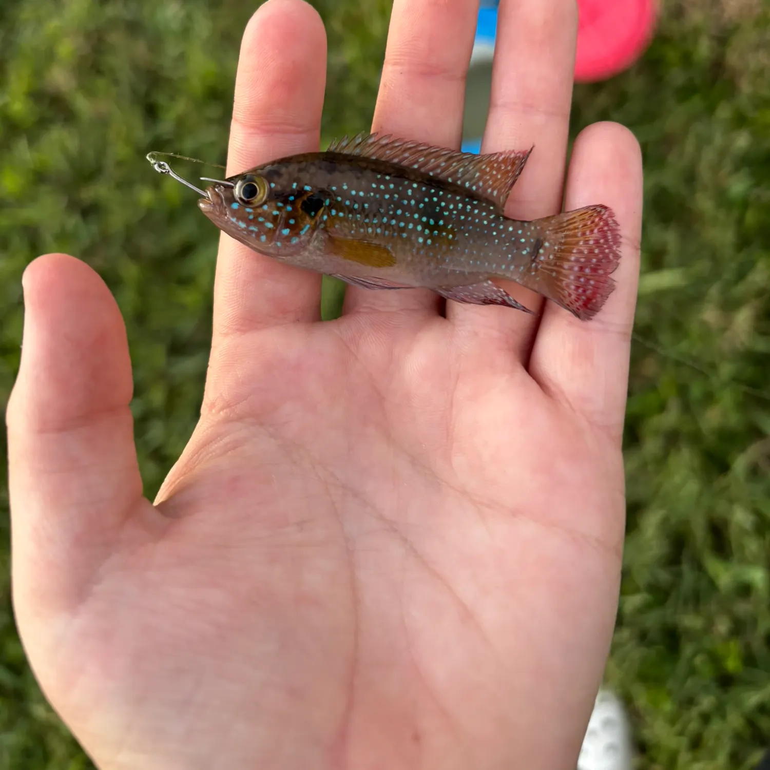 The most recent African Jewelfish catches on Fishbrain