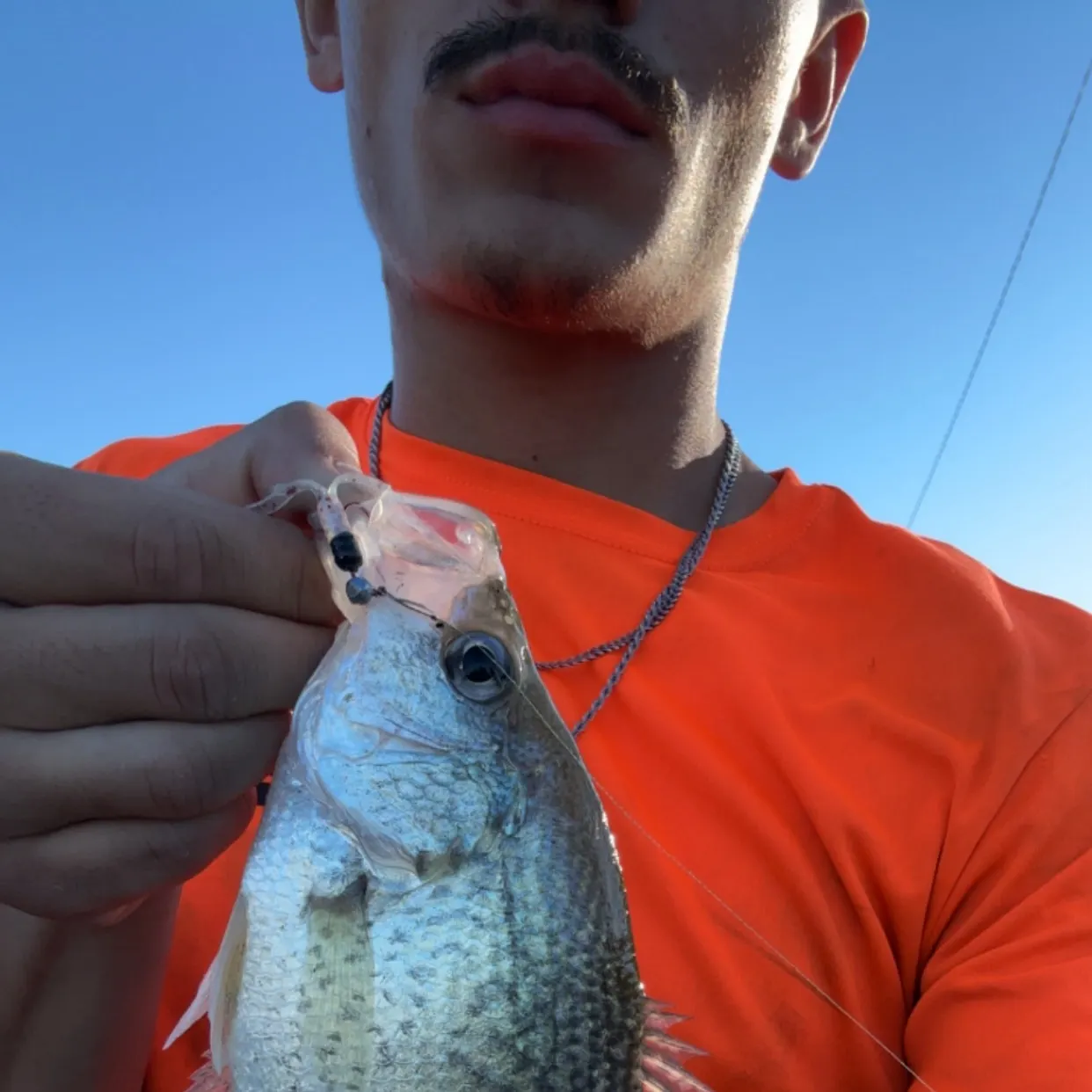 Black crappie caught on Fishbrain