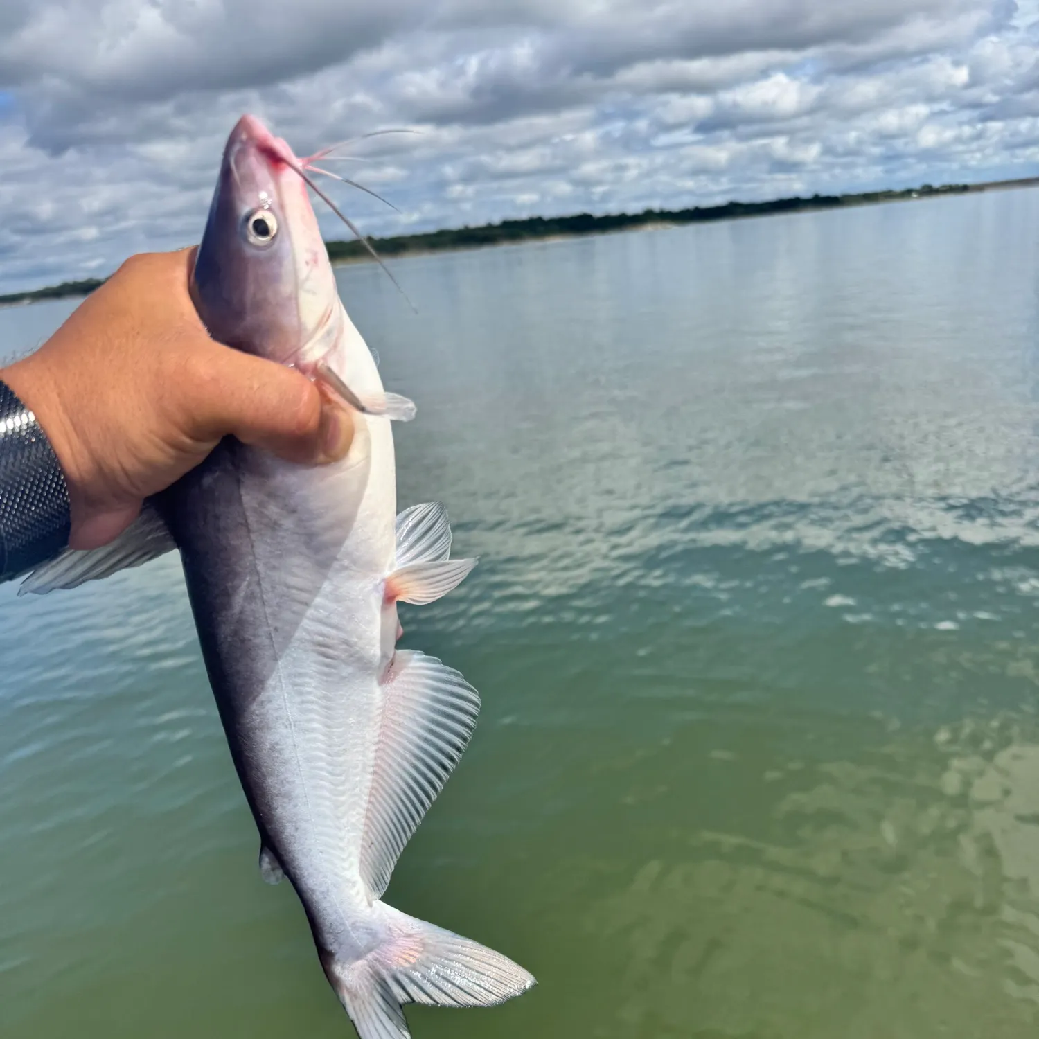 Blue catfish caught on Fishbrain