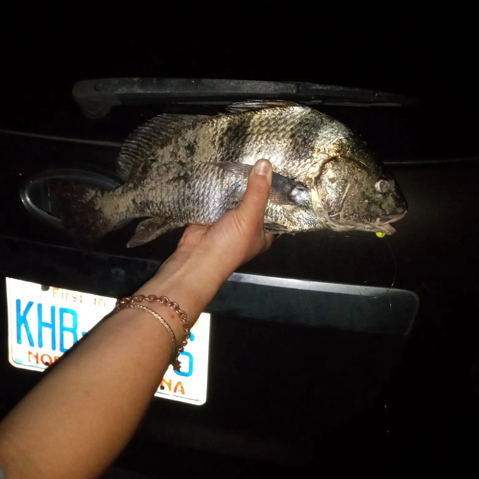 The most recent Sheepshead porgy catches on Fishbrain